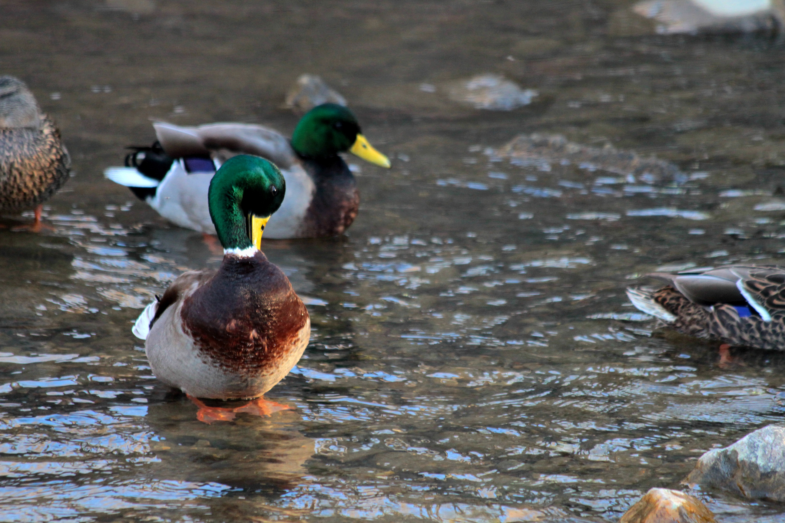 Mallard ducks