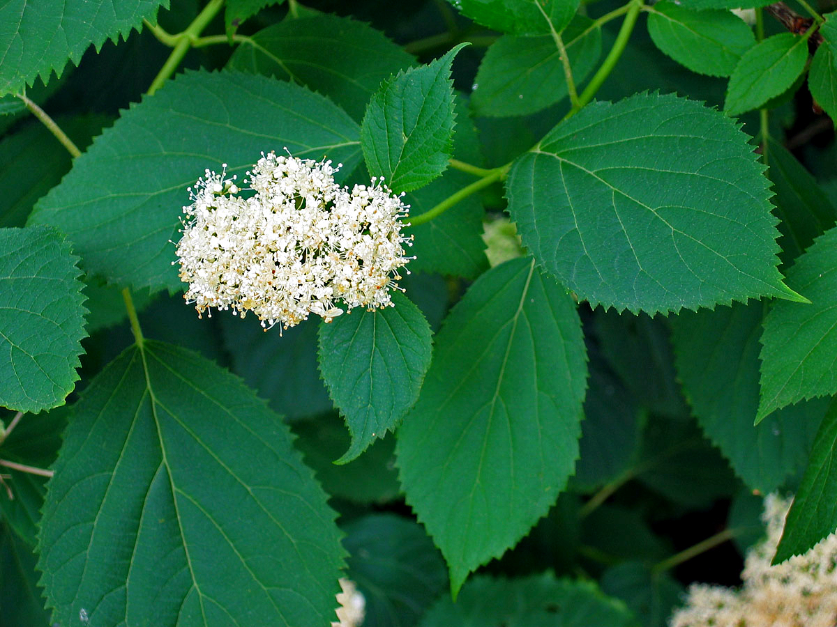 Smooth hydrangea / Wild hydrangea
