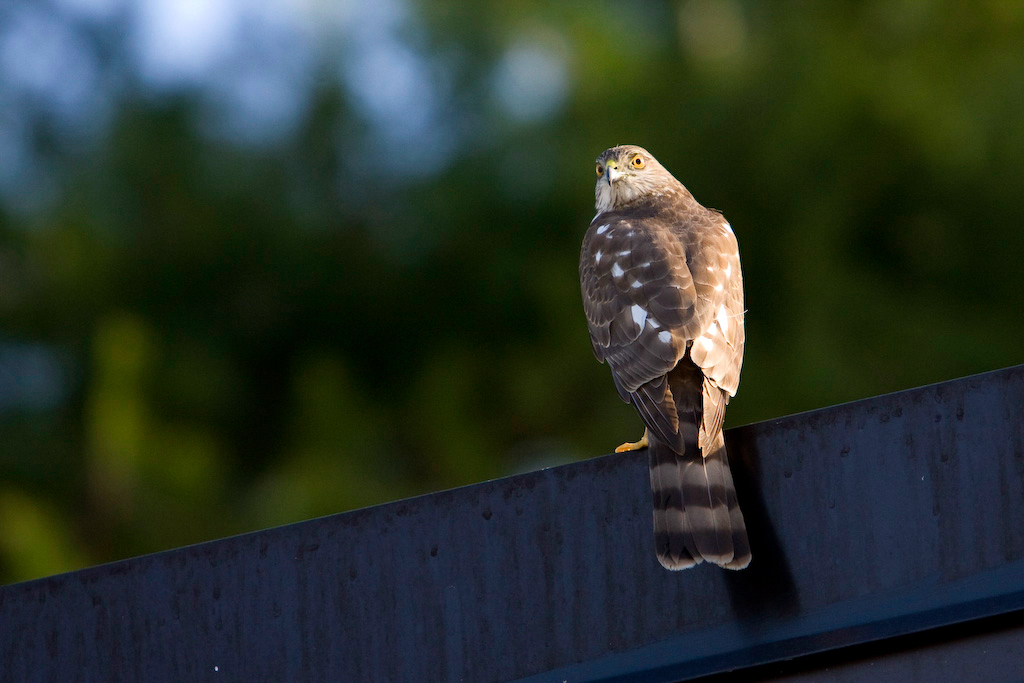 Cooper's Hawk