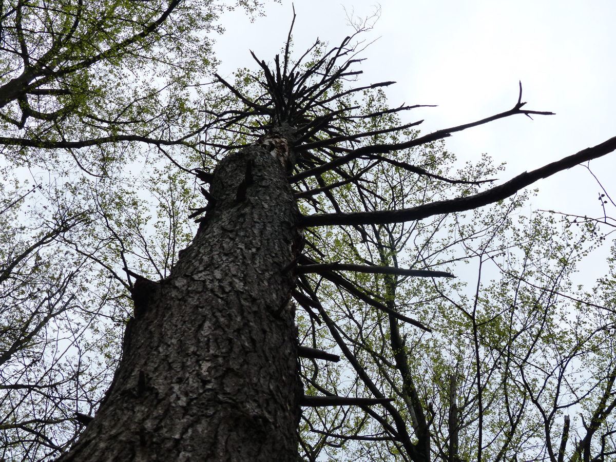 Eastern hemlock snag