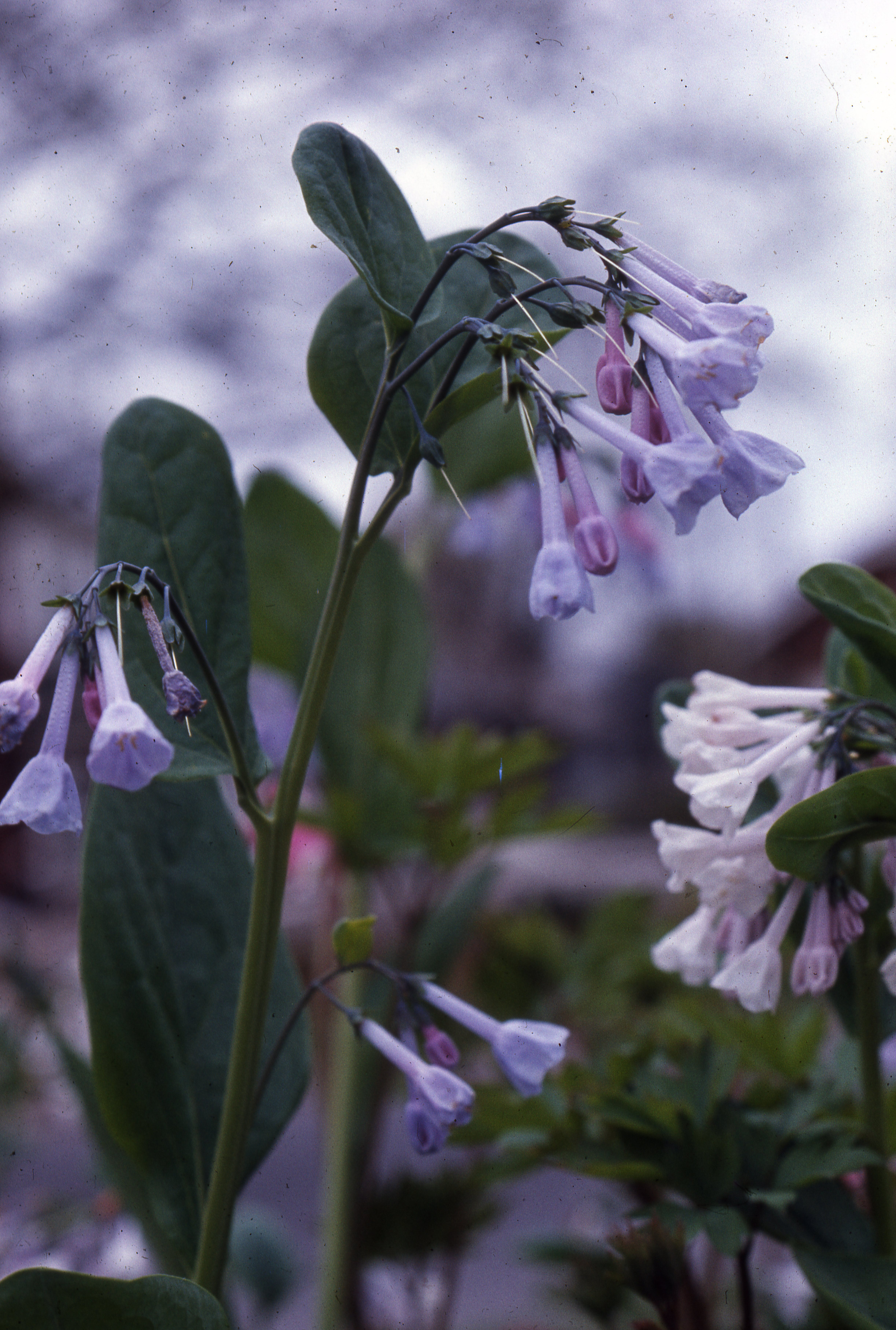 Virginia bluebells