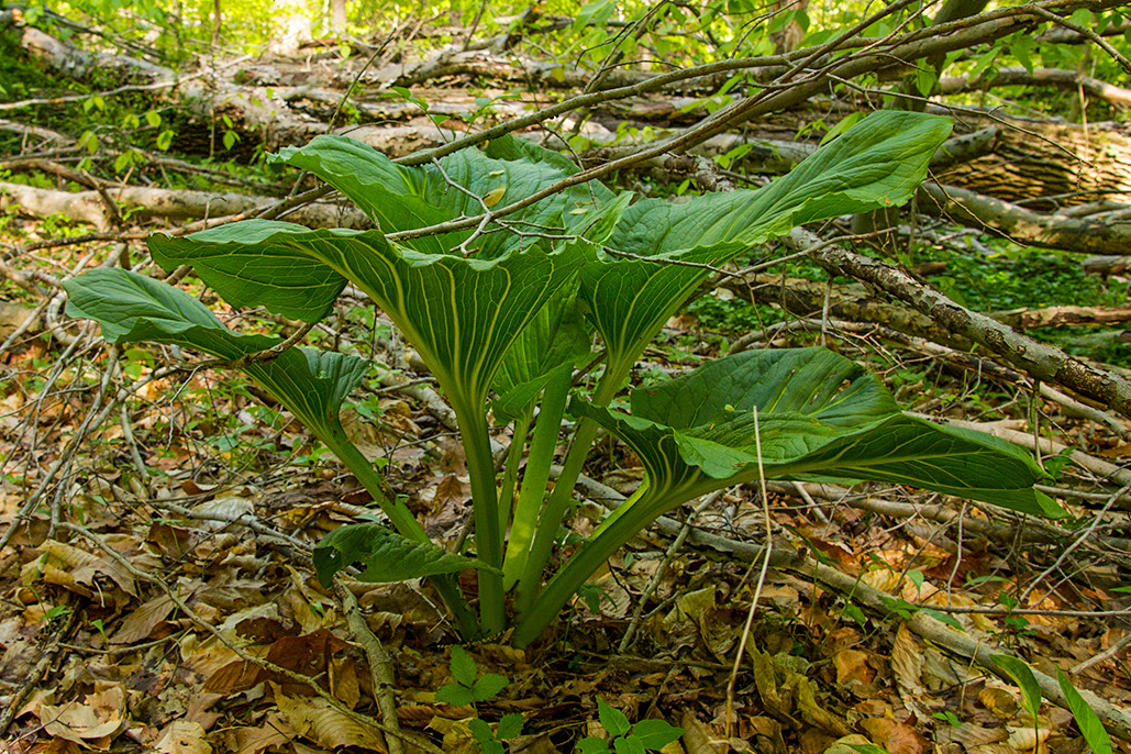 Skunk-cabbage