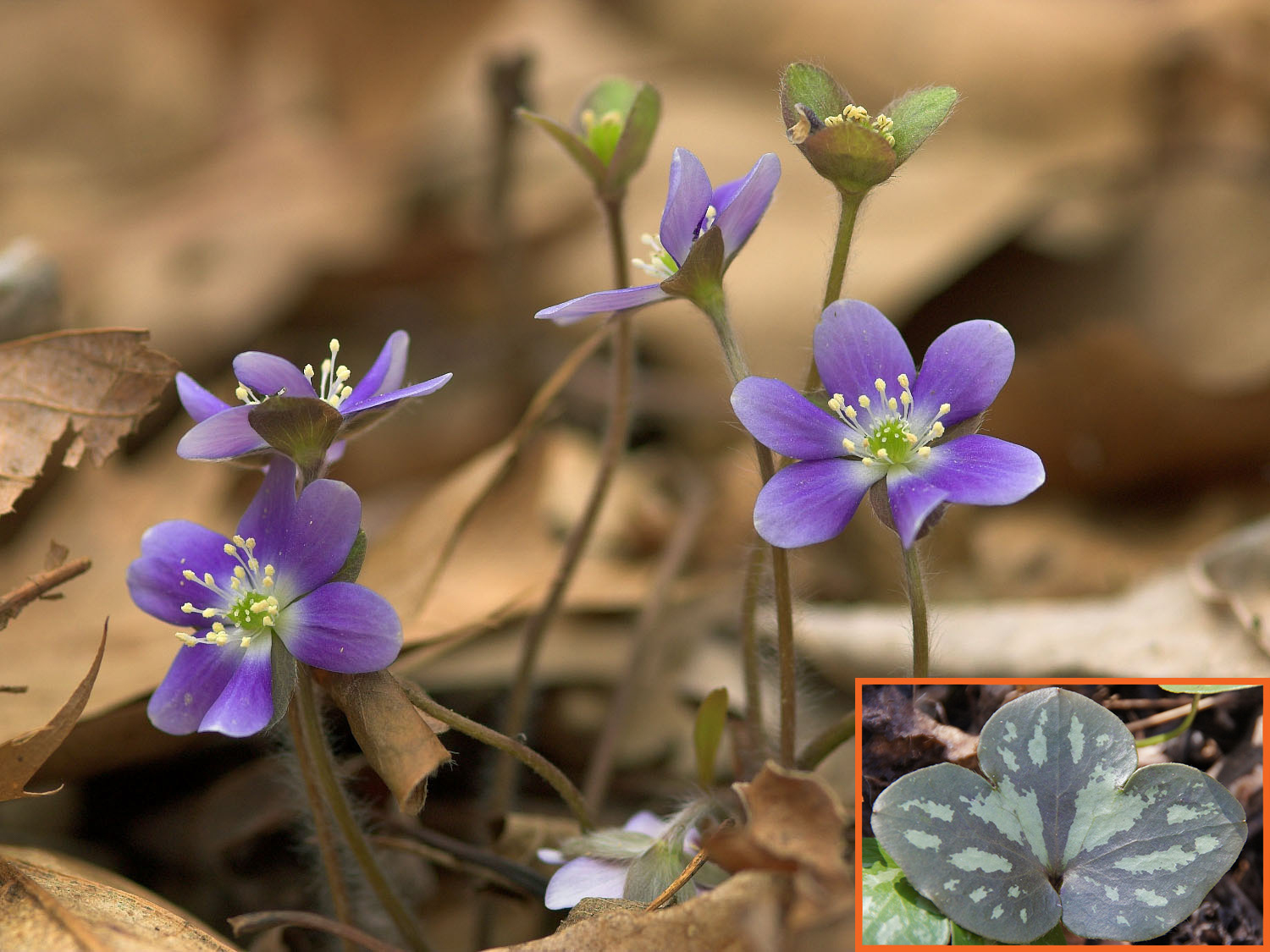 Liverleaf / Hepatica