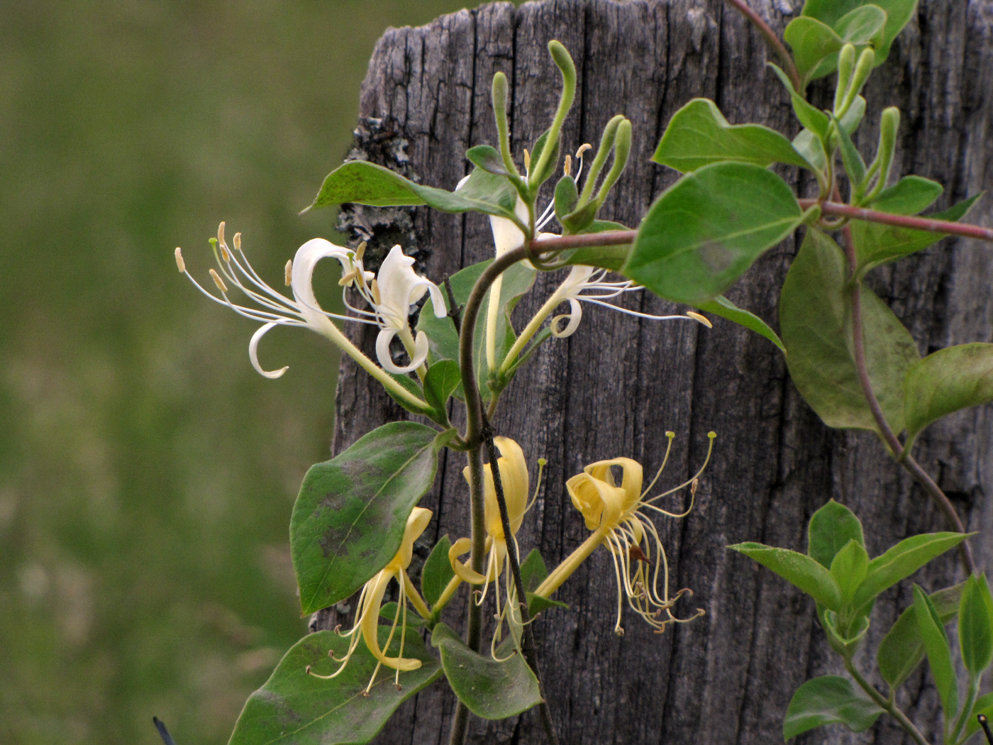 Japanese Honeysuckle