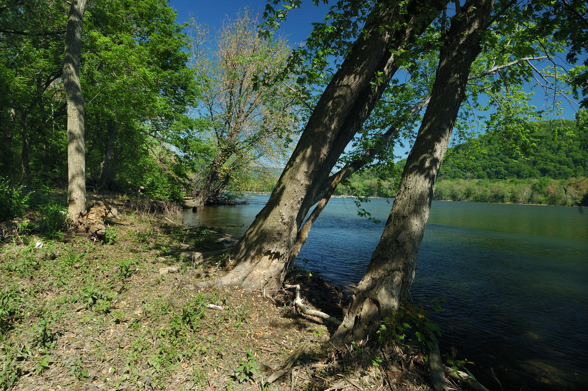 Silver Maple Floodplain Forest at Harpers Ferry NHP