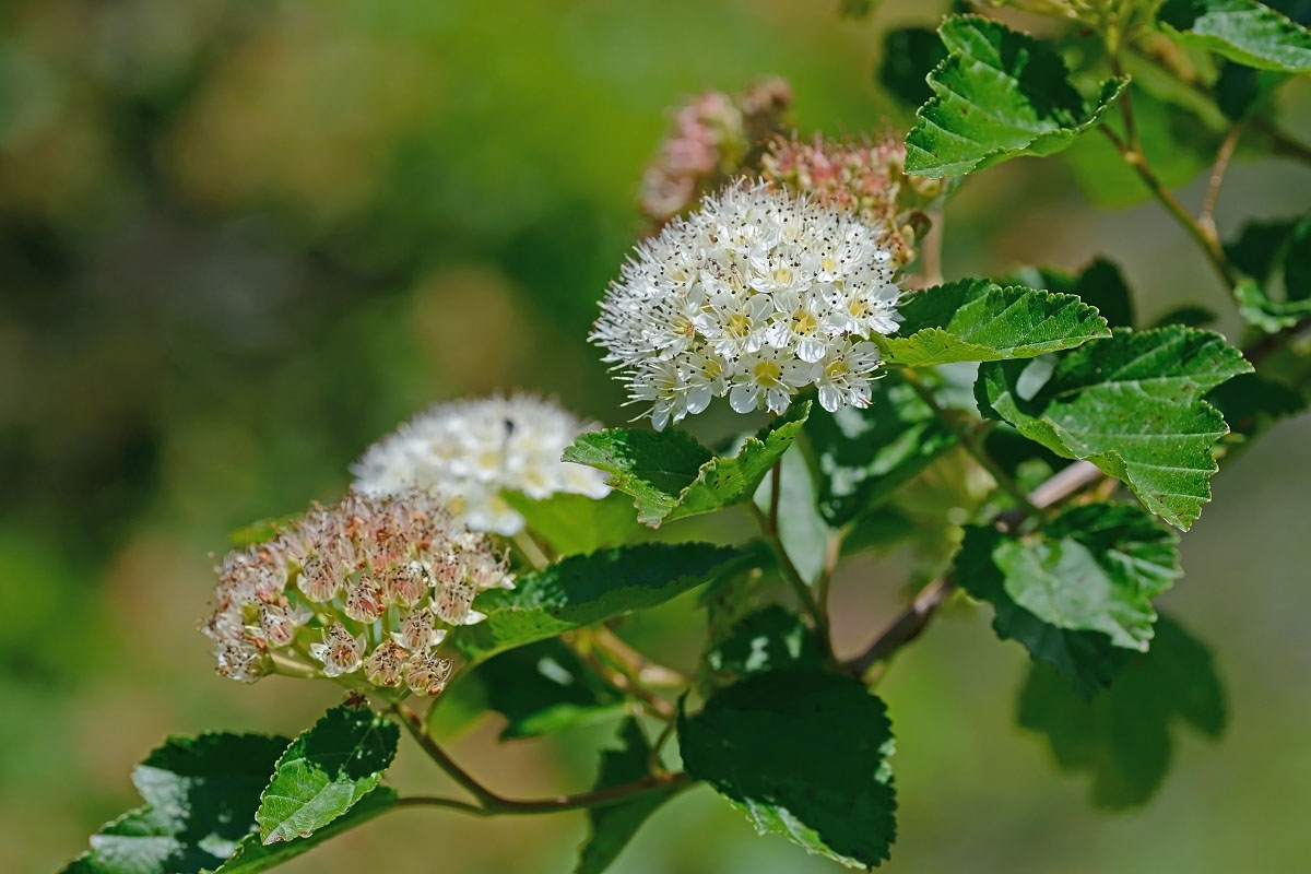 Common ninebark