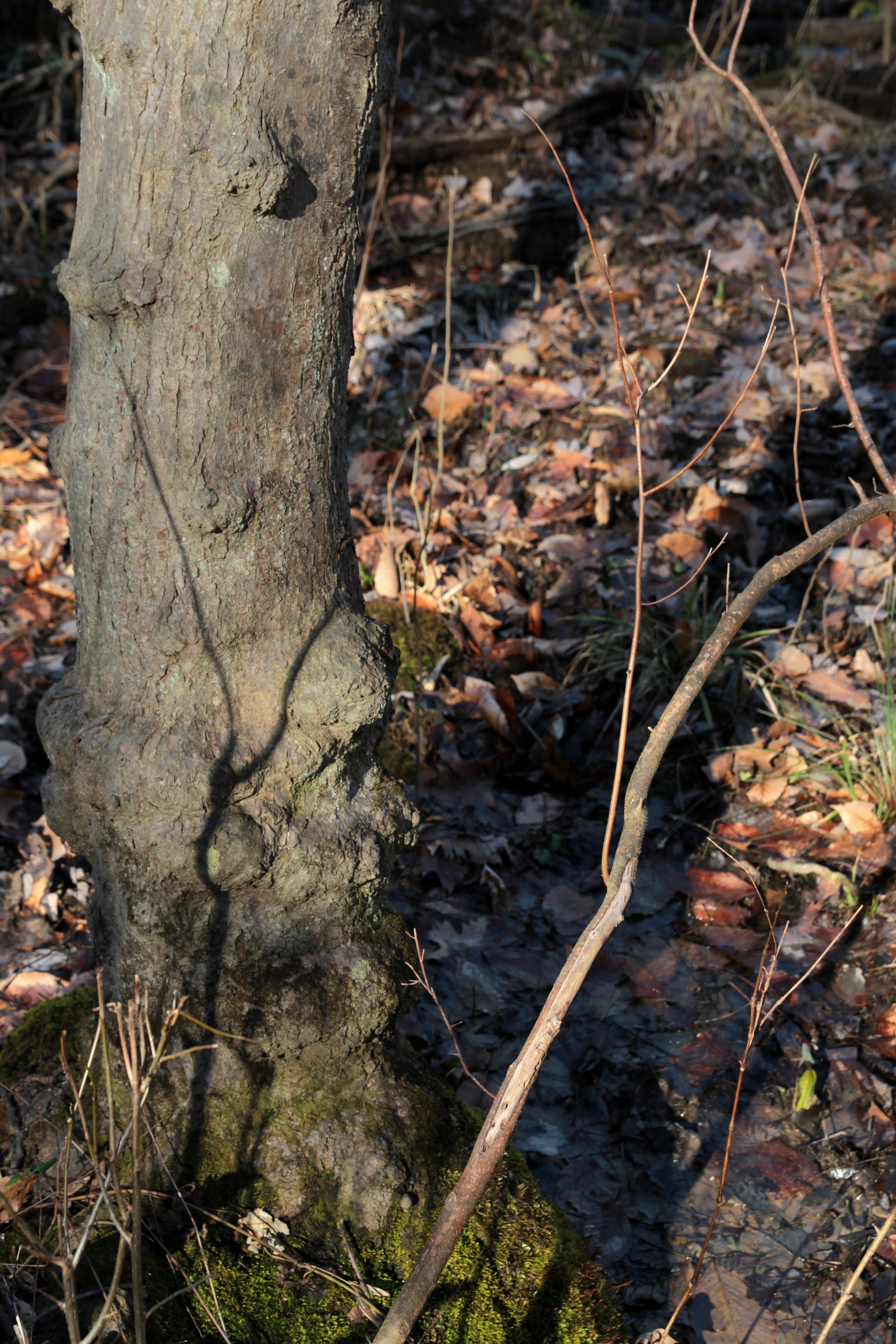 Red Maple Seepage Swamp