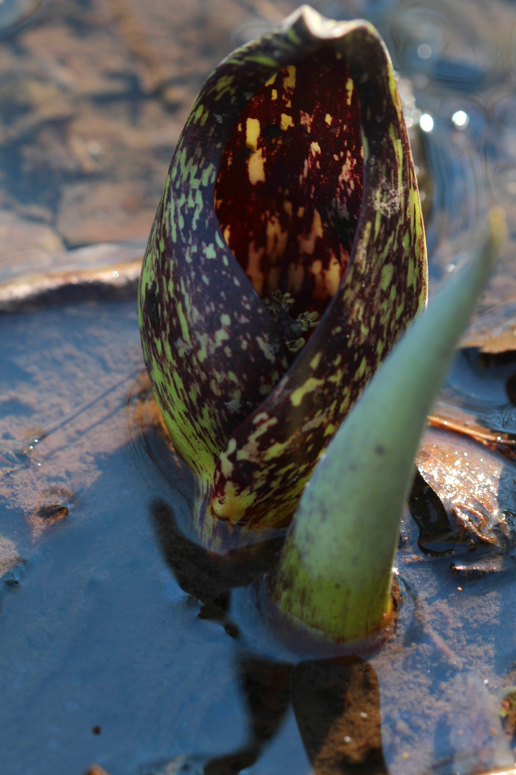Skunk-cabbage flower