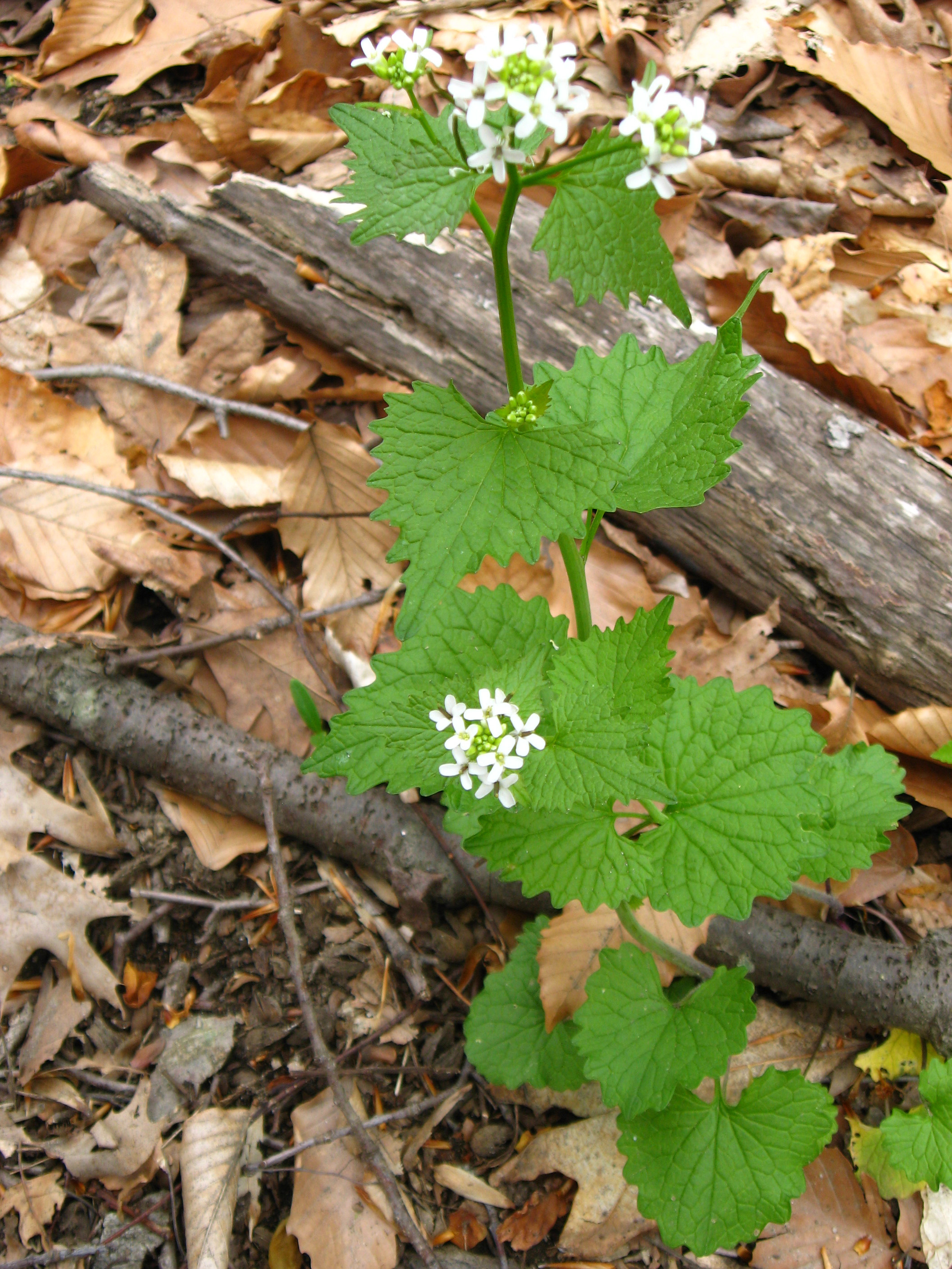 Invasive garlic mustard