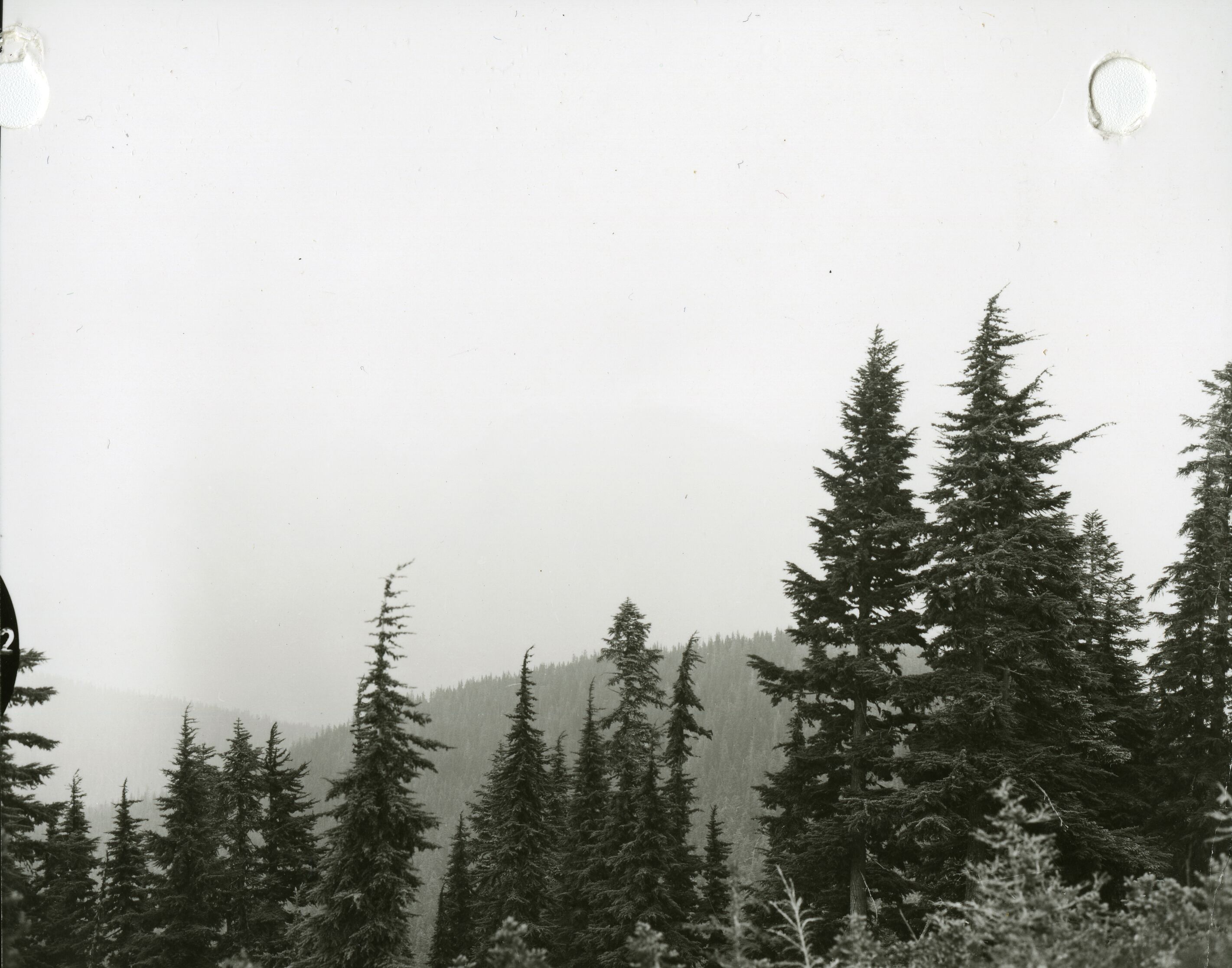 A stand of conifers in the foreground with more trees on low mountain ridges in the distance.