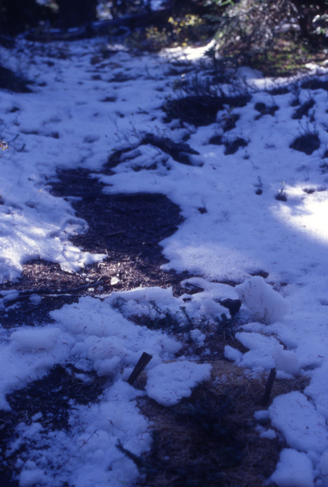 A patchy clearing surrounded by trees, shrubs, and fallen branches and covered in snow. In the foreground of the image is a small patch of curly mulch with sprouts growing through.