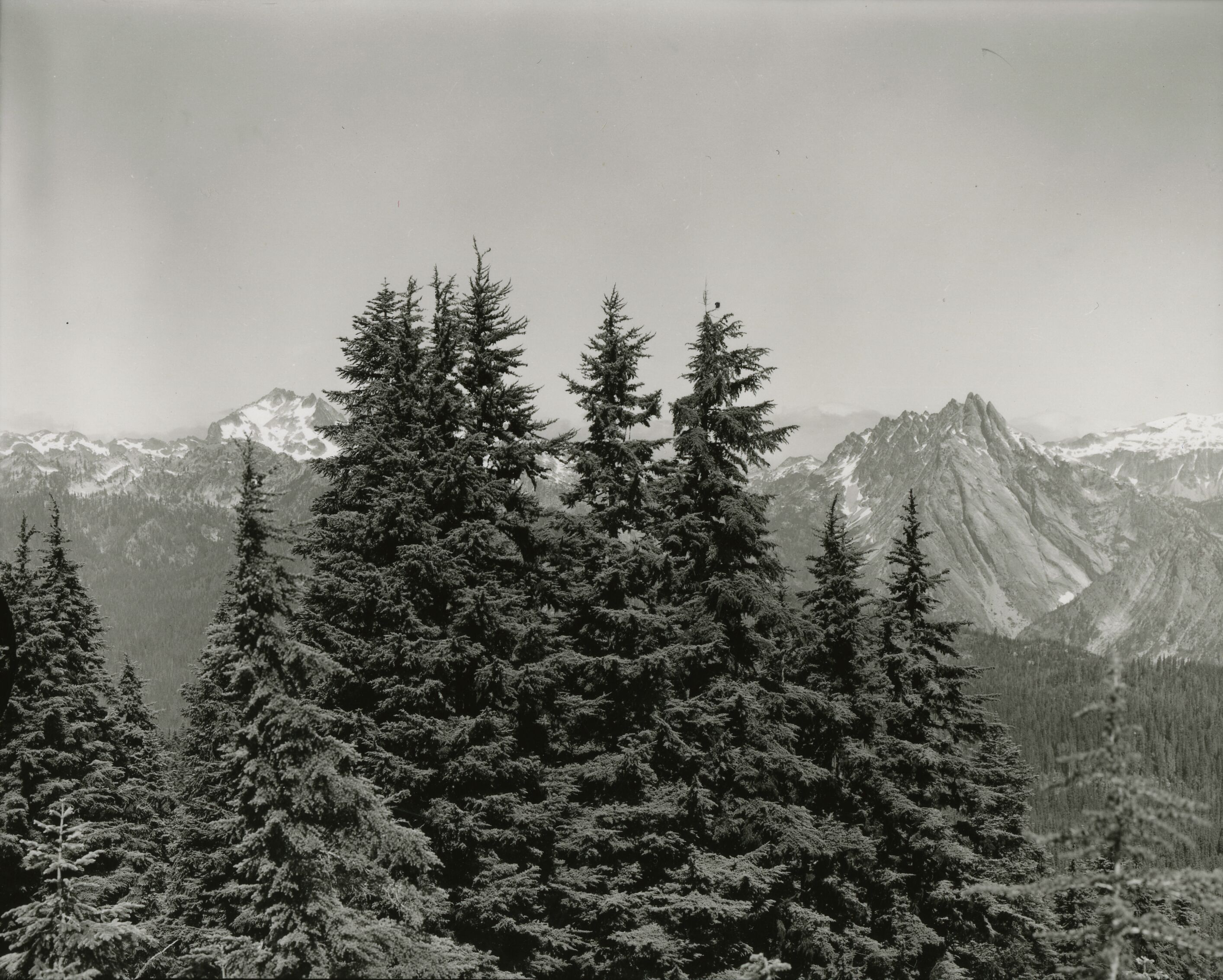 A stand of conifers in front of a snowy mountain ridge.