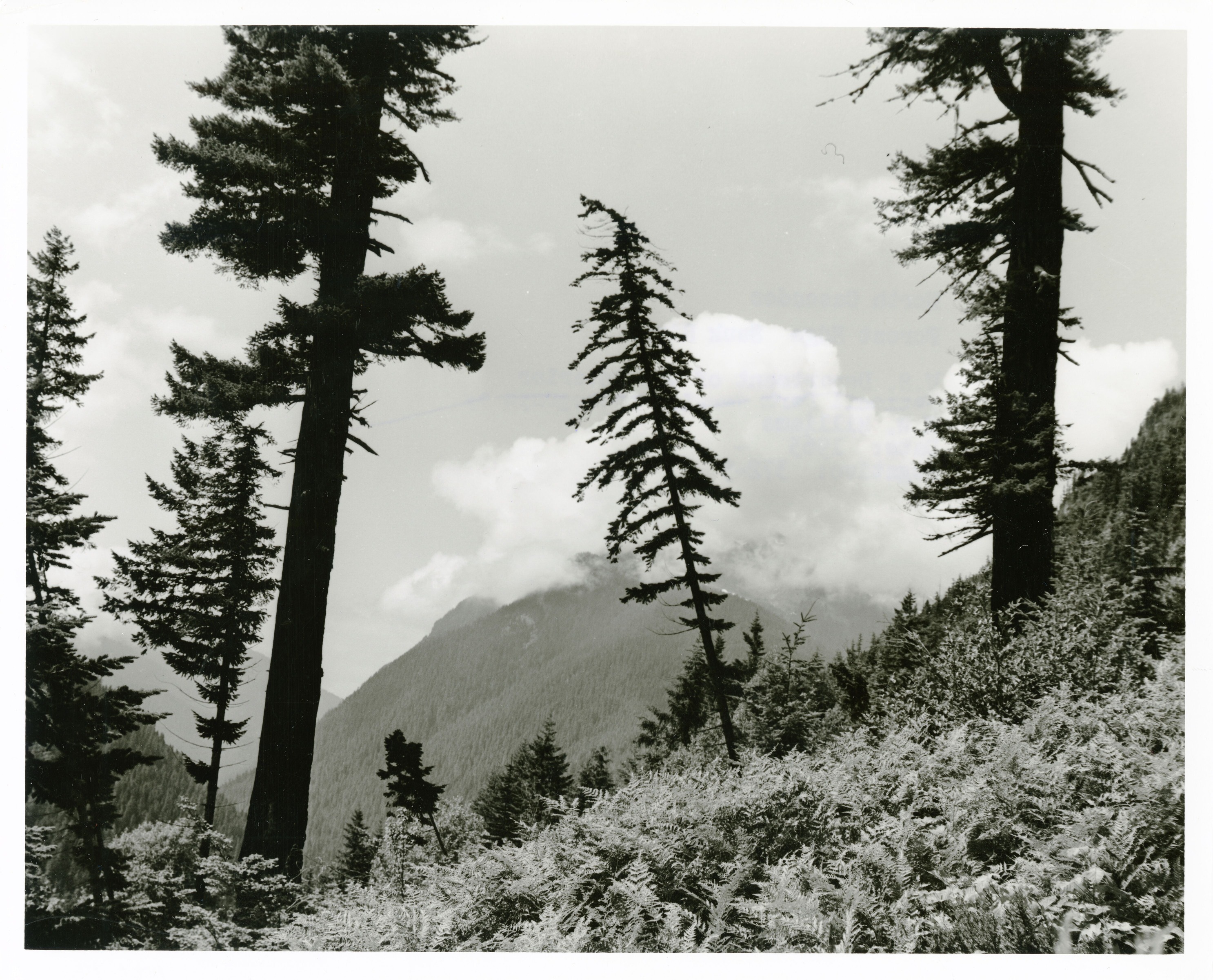 Forested hills partially hidden by clouds with many ferns and other types of foliage in the foreground.