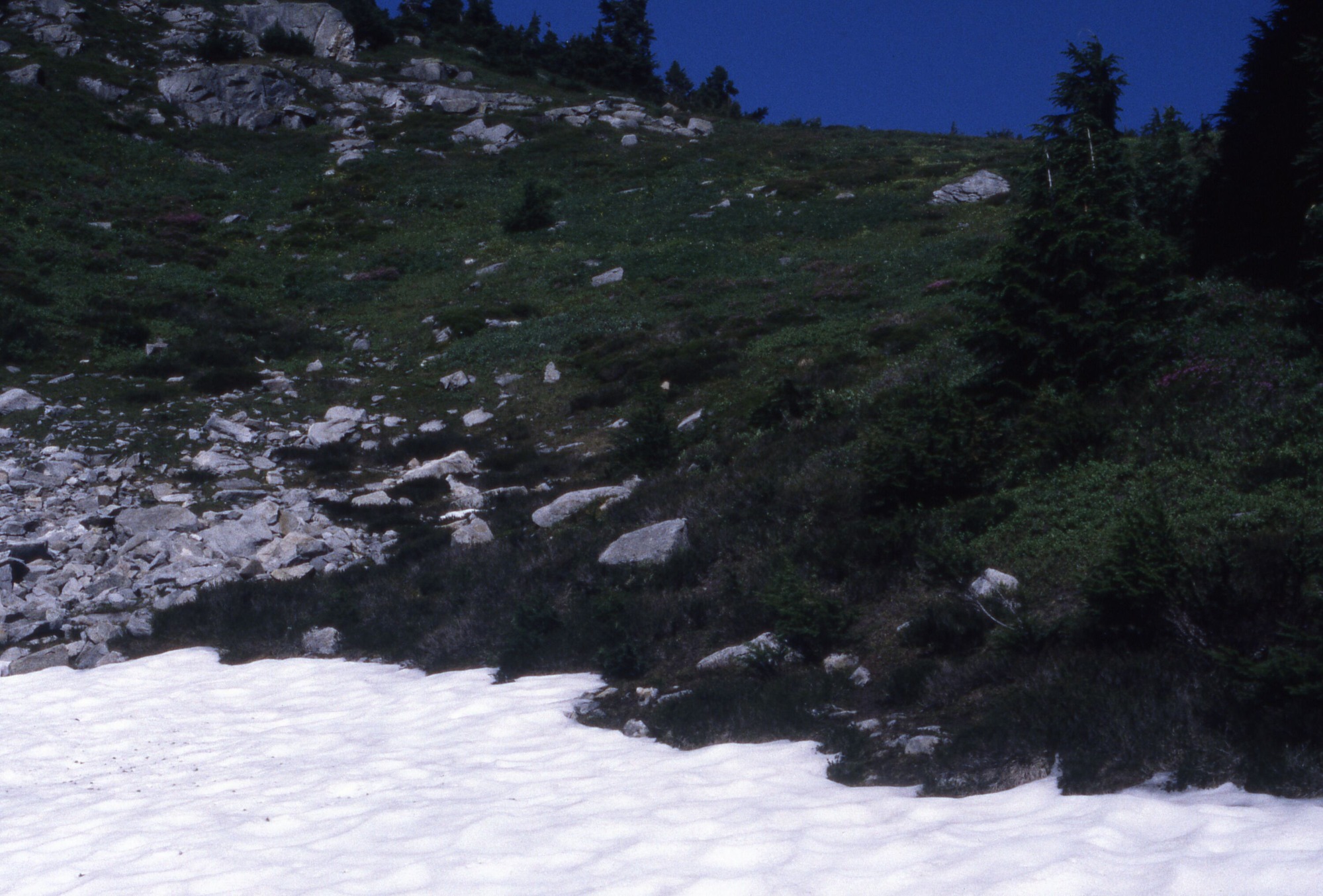 A snowmelt at the bottom of a hill with rocks, wildflowers, shrubs, and trees.