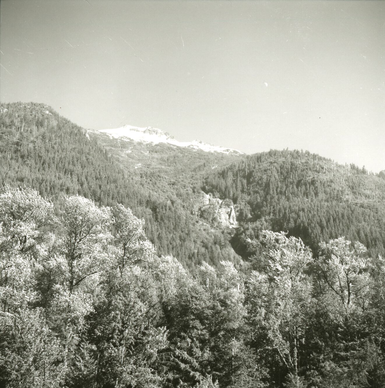 A mountainside with mixed forest and a snowy peak at top.