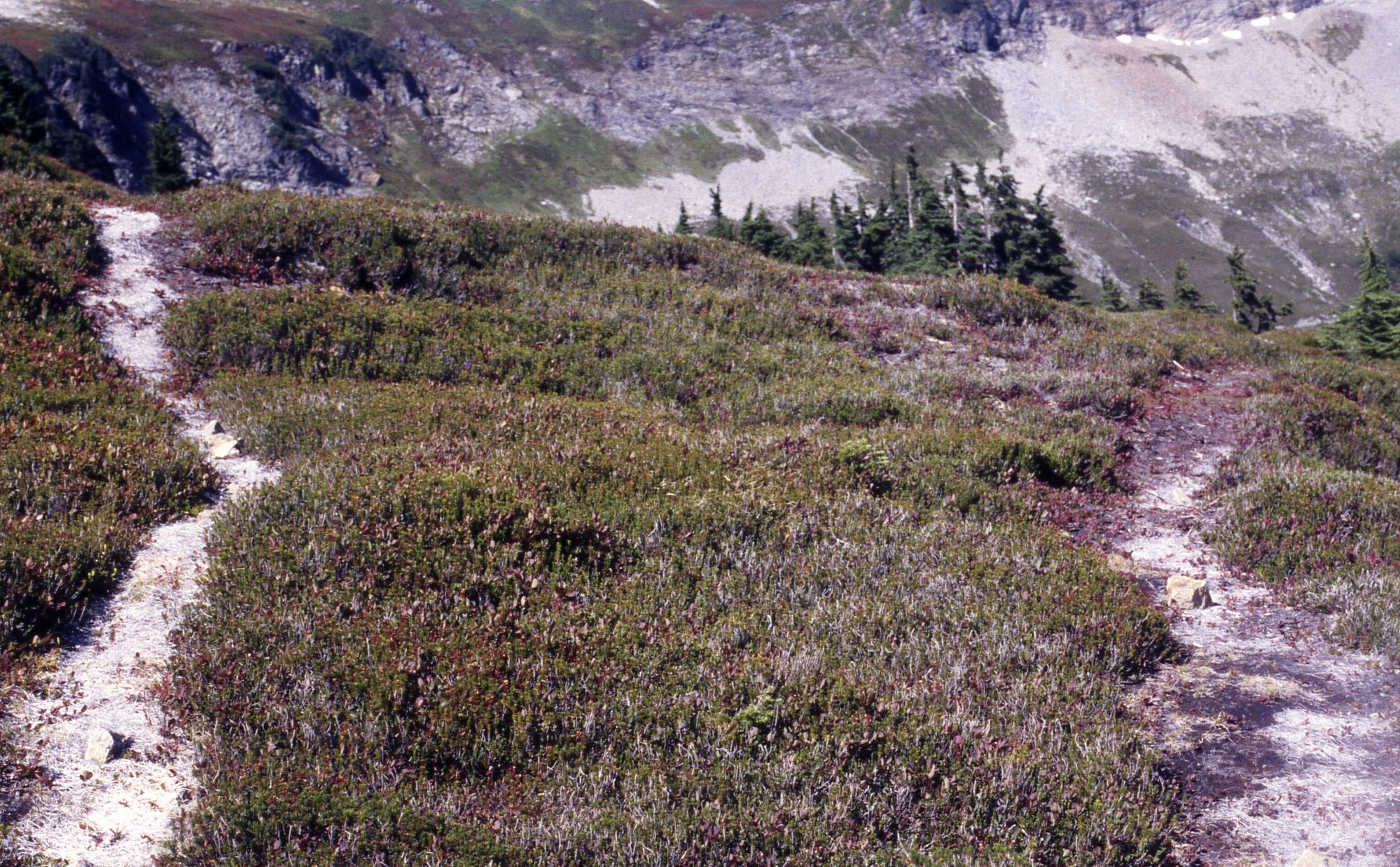 Two social trails surrounded by shrubs and wildflowers in a meadow, both are covered in curly mulch. In the background are trees and in the distance there are rocky, mountain slopes.