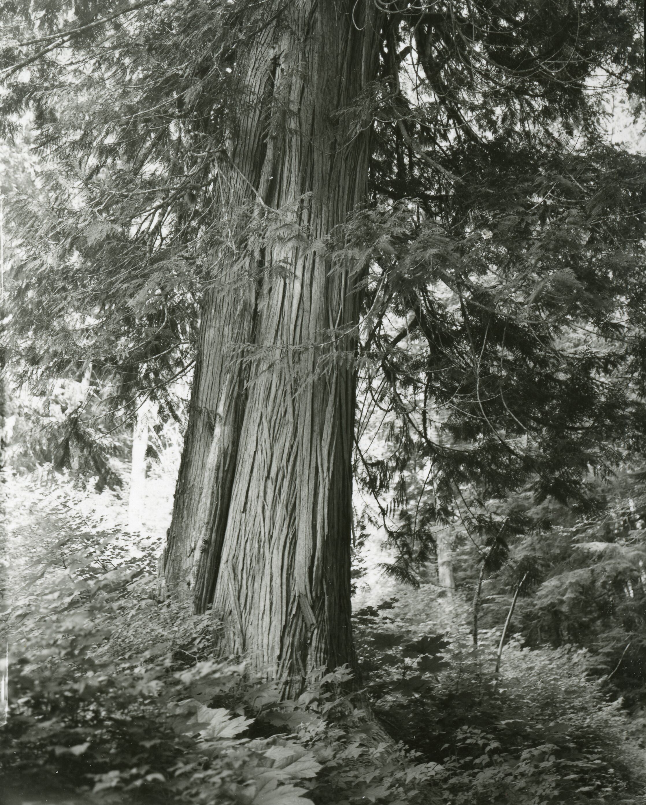 A conifer's trunk, surrounded by brushy undergrowth.