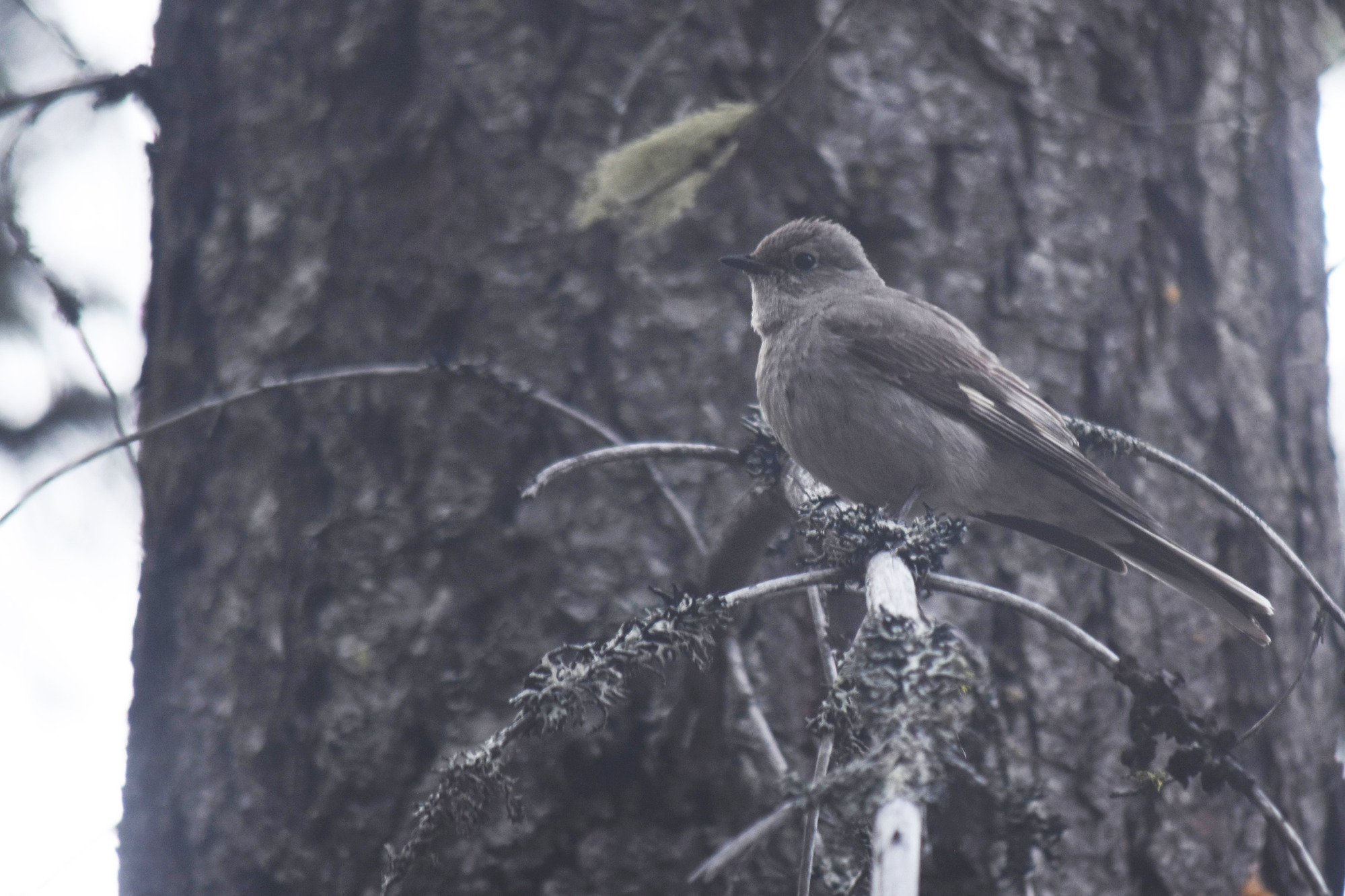 A gray robin-sized bird perches on a tree limb.