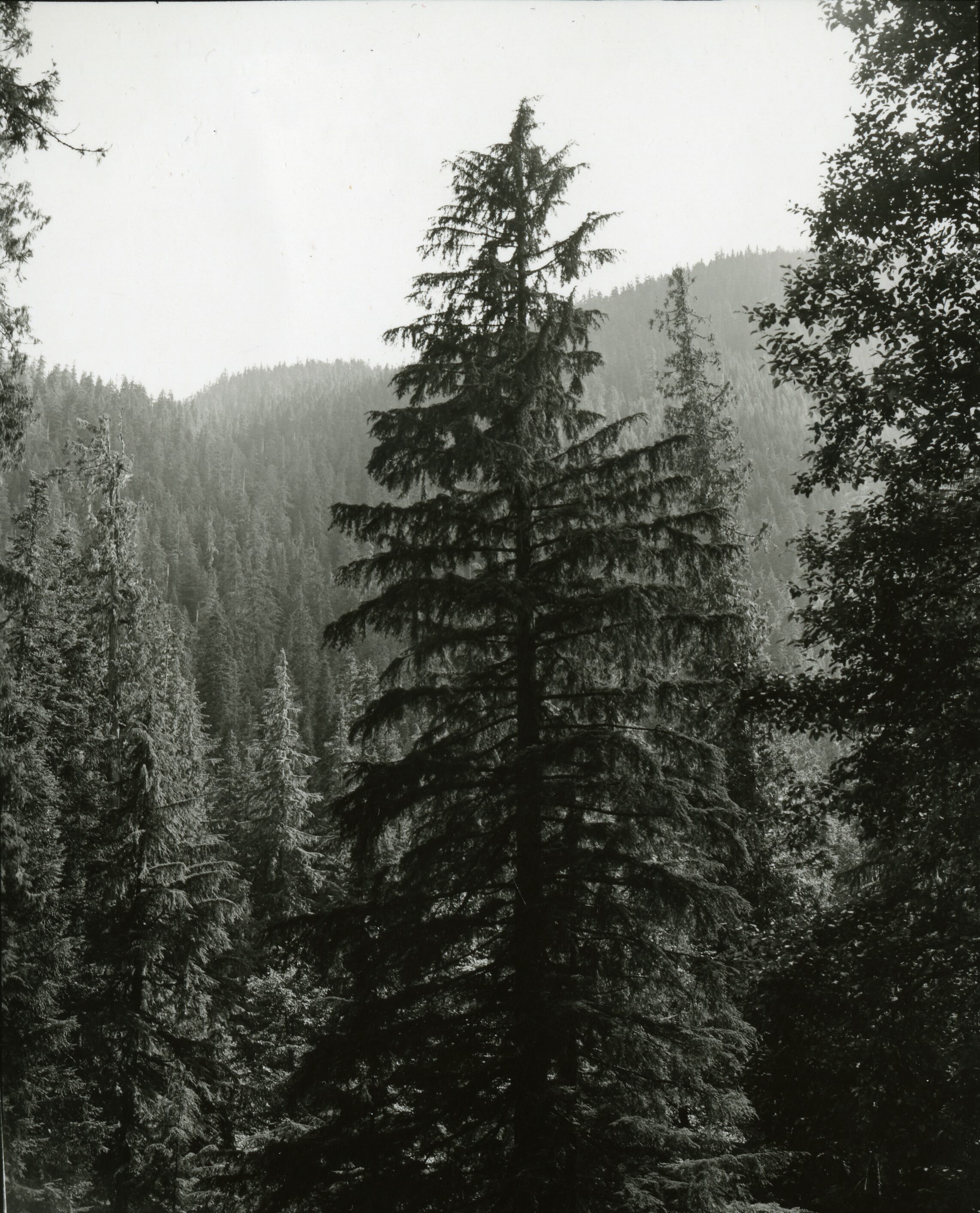 A tall conifer in a forest.