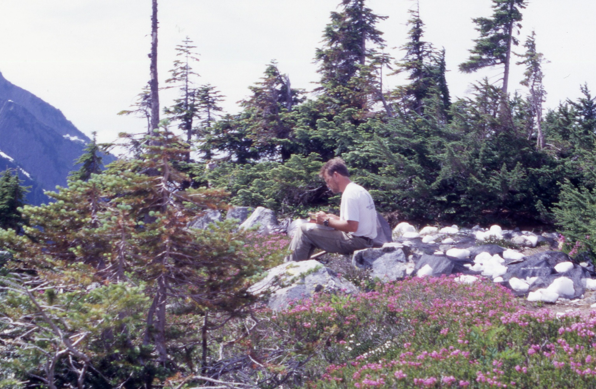 Botanist sitting among wildflowers, young trees, rocks, shrubs, and shade cloths.