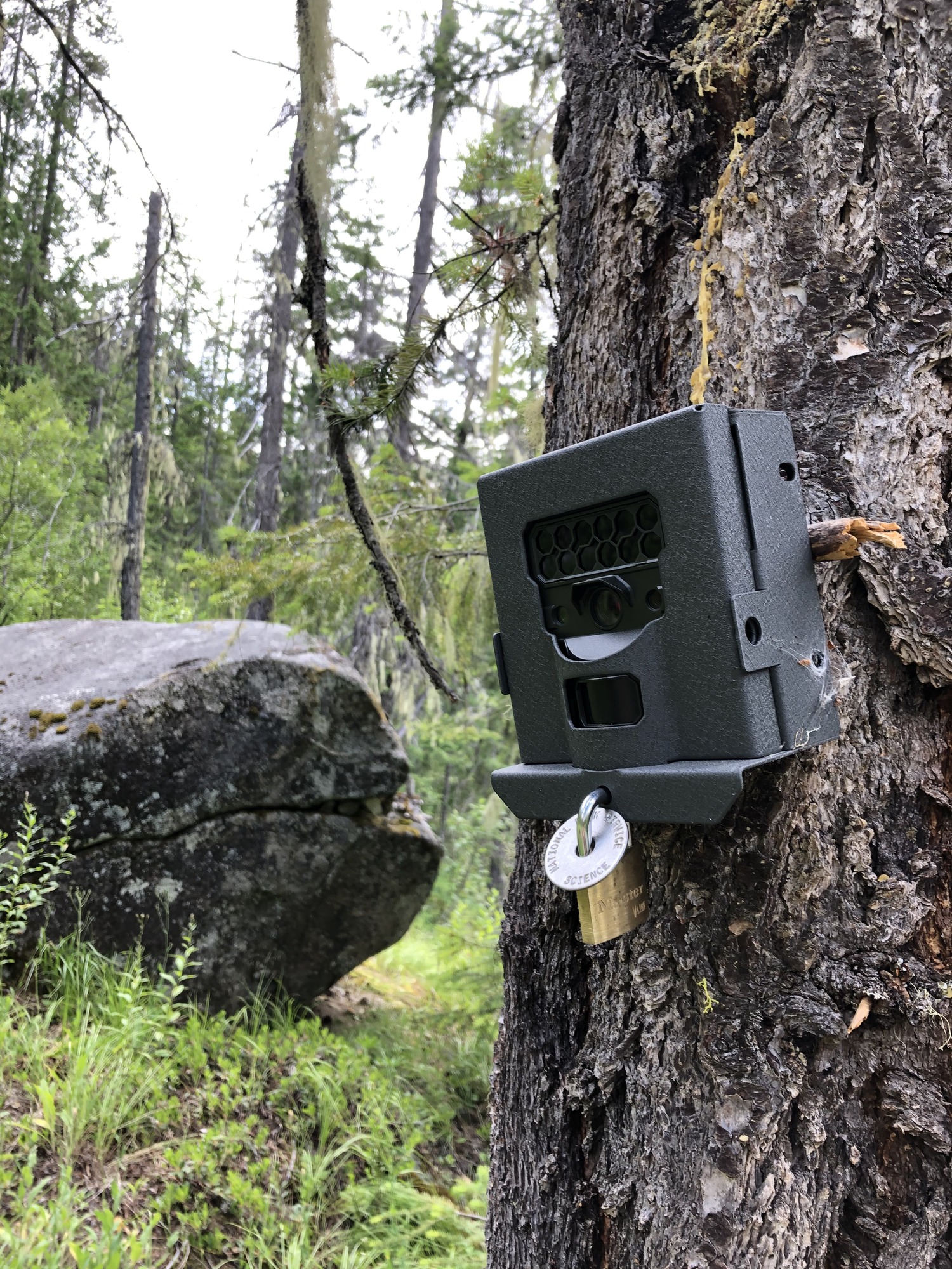 A locked metal box hangs from the trunk of a tree.