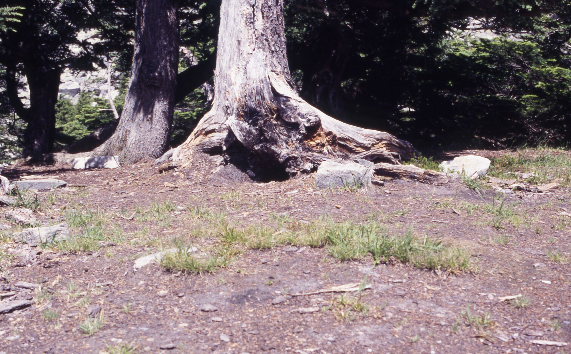 A clearing of patchy ground surrounded by trees.