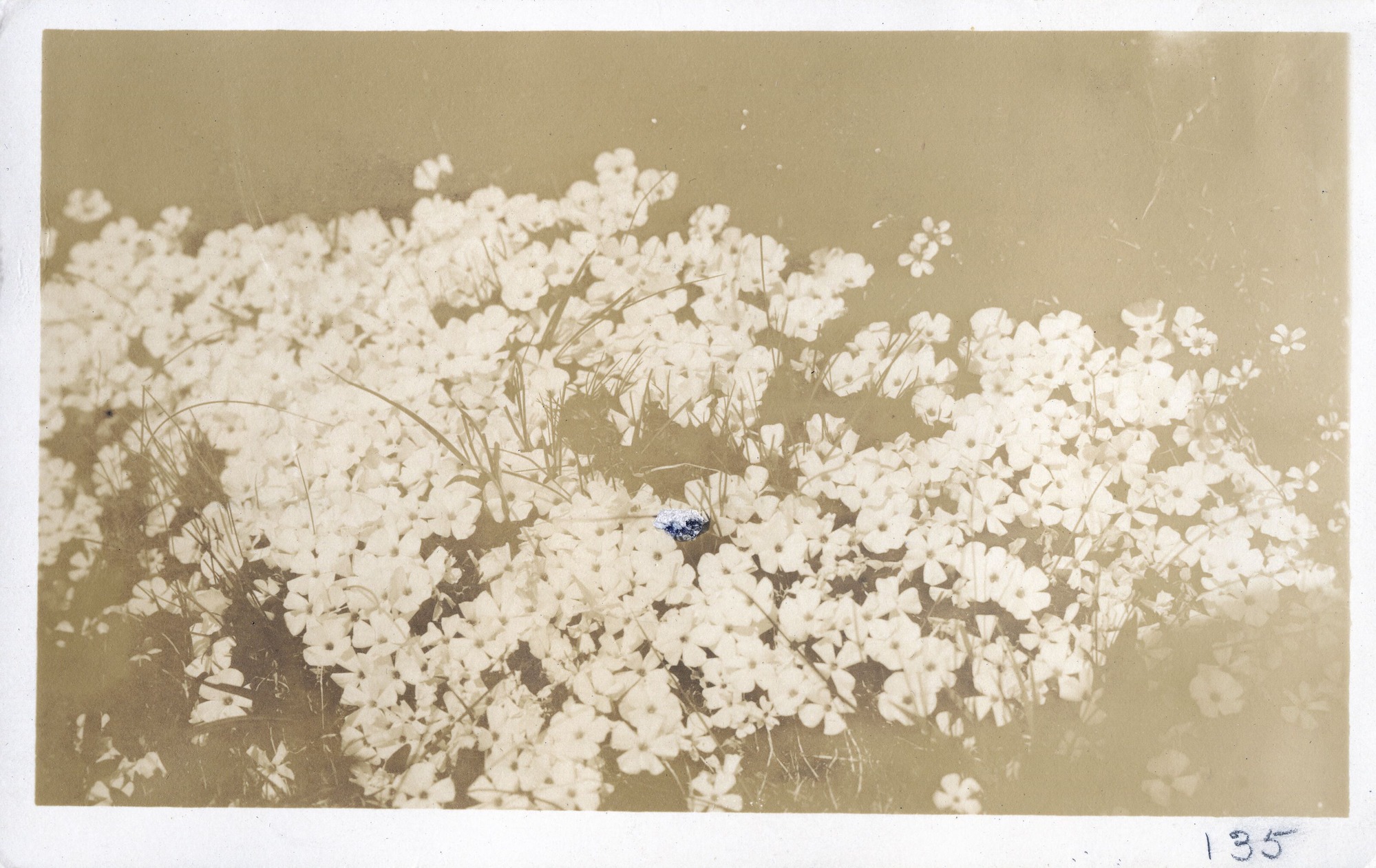 Close-up of flowering alpine phlox, Phlox diffusa.
