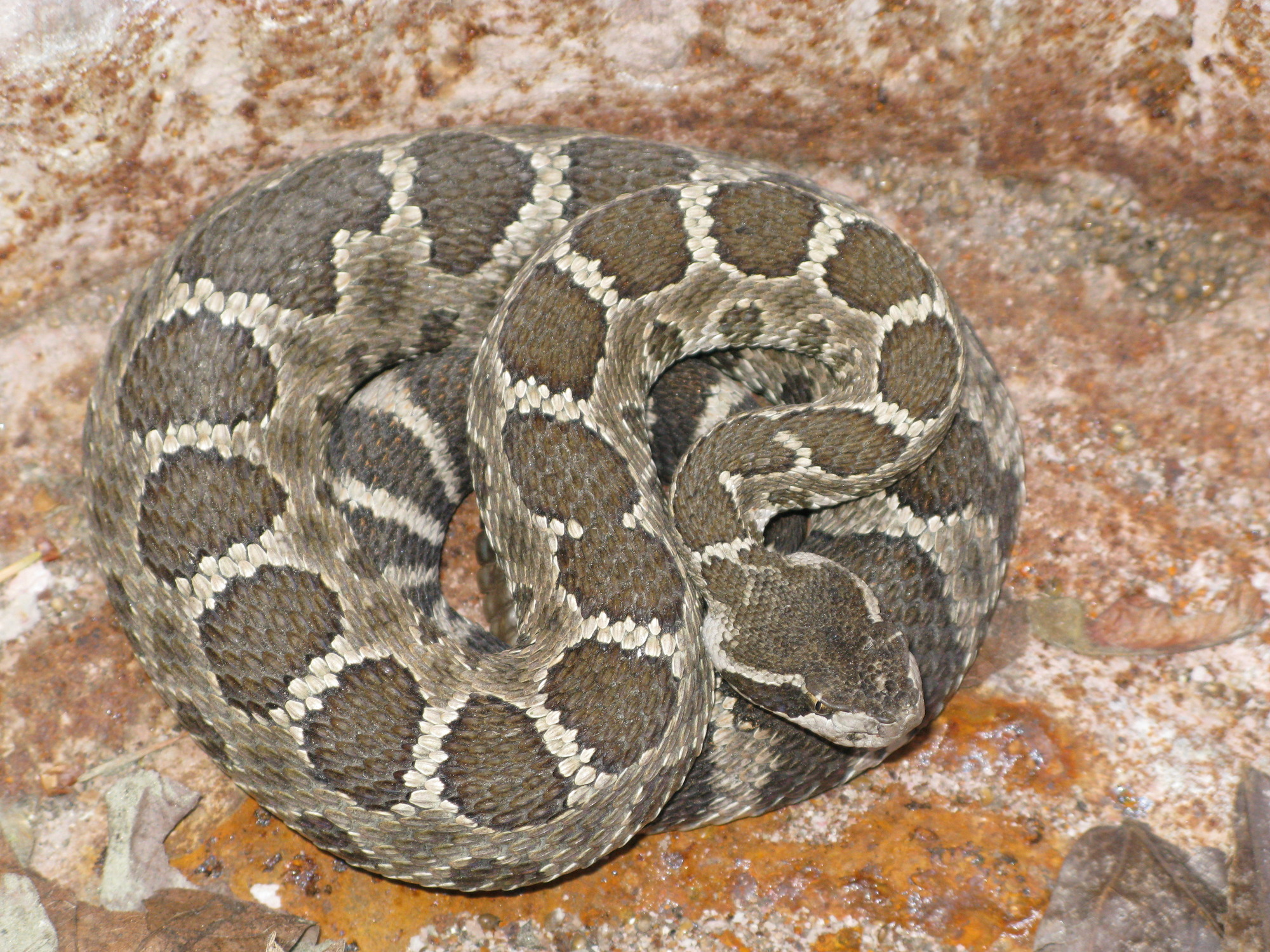 A light brown rattlesnake with dark brown patches sits curled up on a rock.