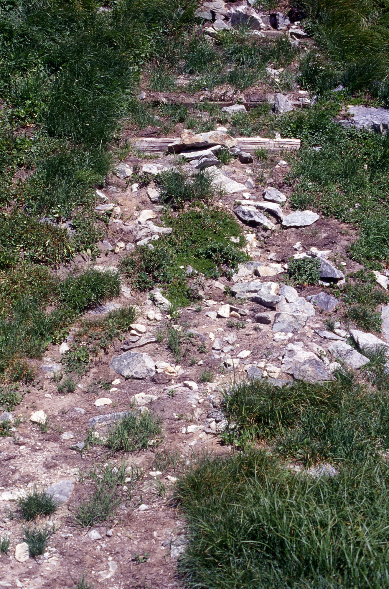 A braided trail studded with rocks and clumps of grasses and wildflowers leading up a grassy hill.