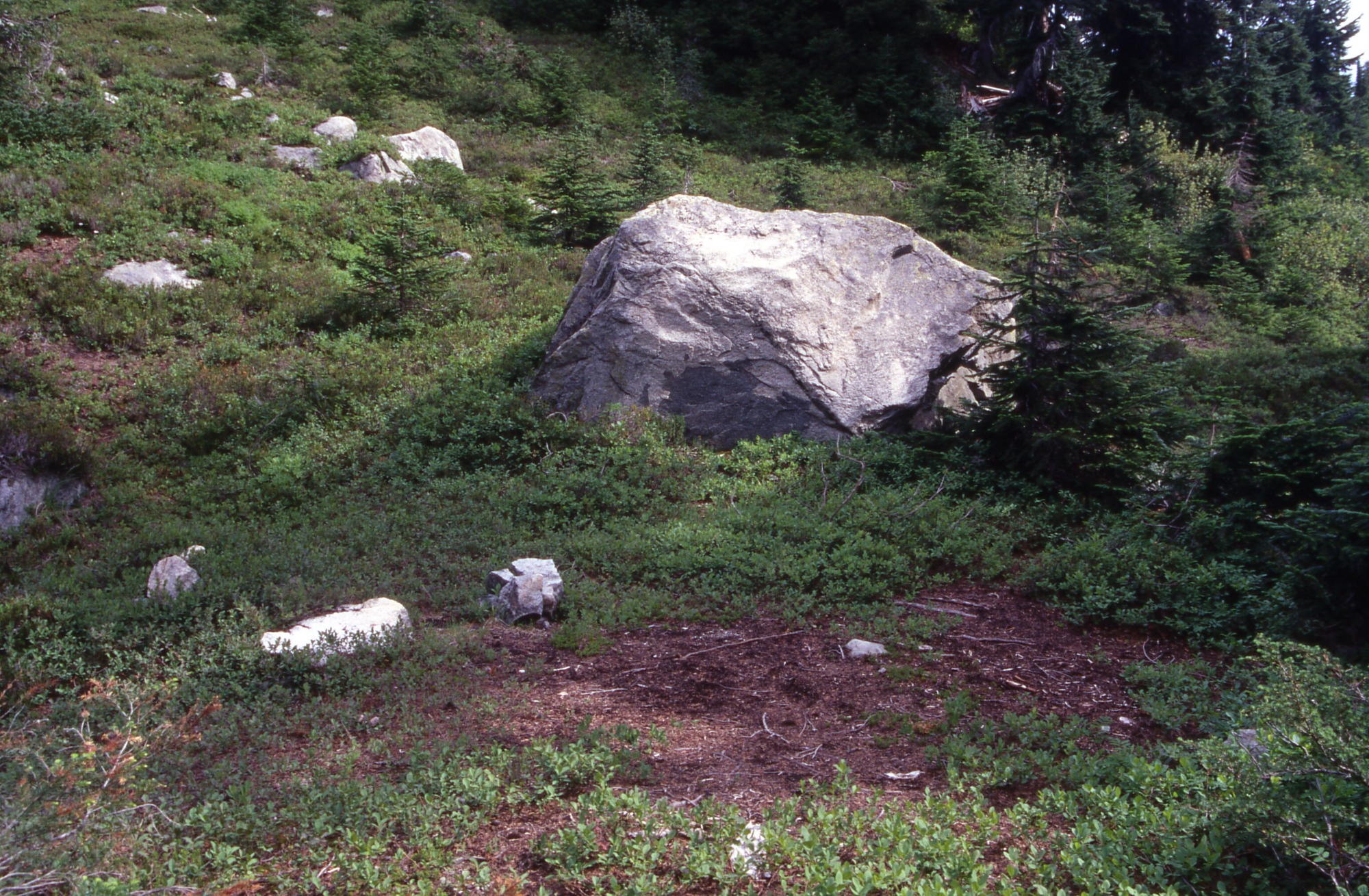 A boulder sitting in the center of a clearing of shrubs, wildflowers, and small trees. In the foreground is a bald patch. In the background are a line of trees.
