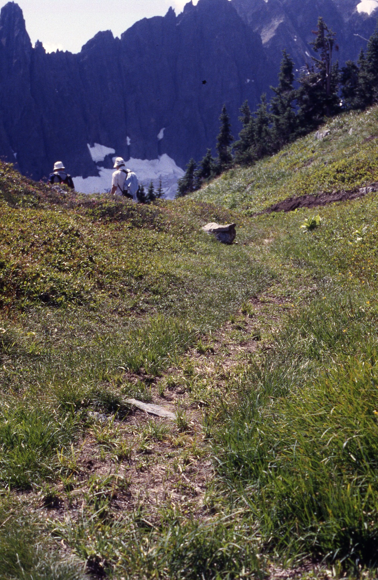 A patchy trail running through a meadow. In the background two hikers are walking to the left of the image, and on the right is a forested hill. In the distance are snowy mountainsides and peaks.