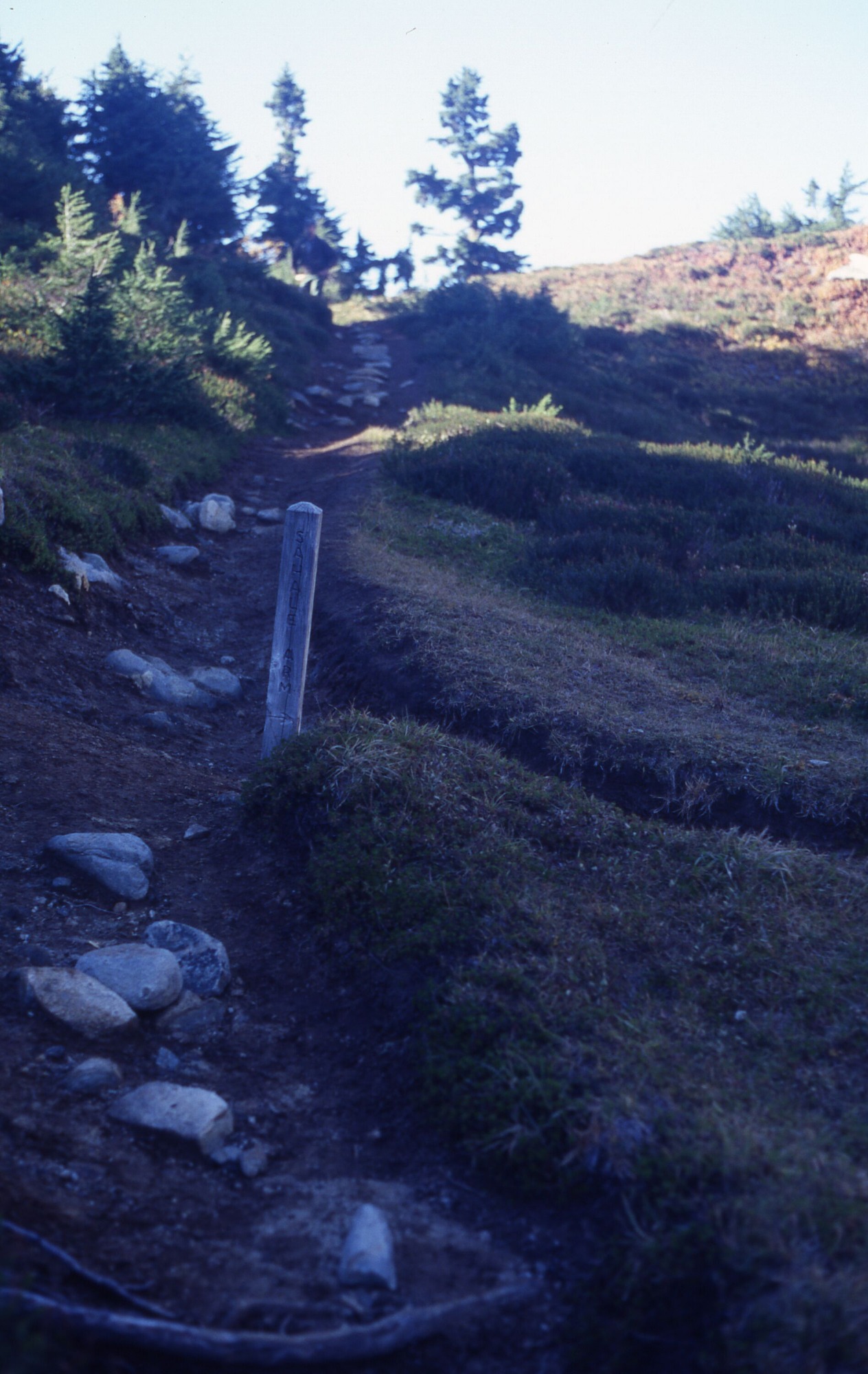 A rocky trail surrounded by grass and shrubs, intersected by another trail where a post that says 'Sahale Arm' is. In the distance are trees.
