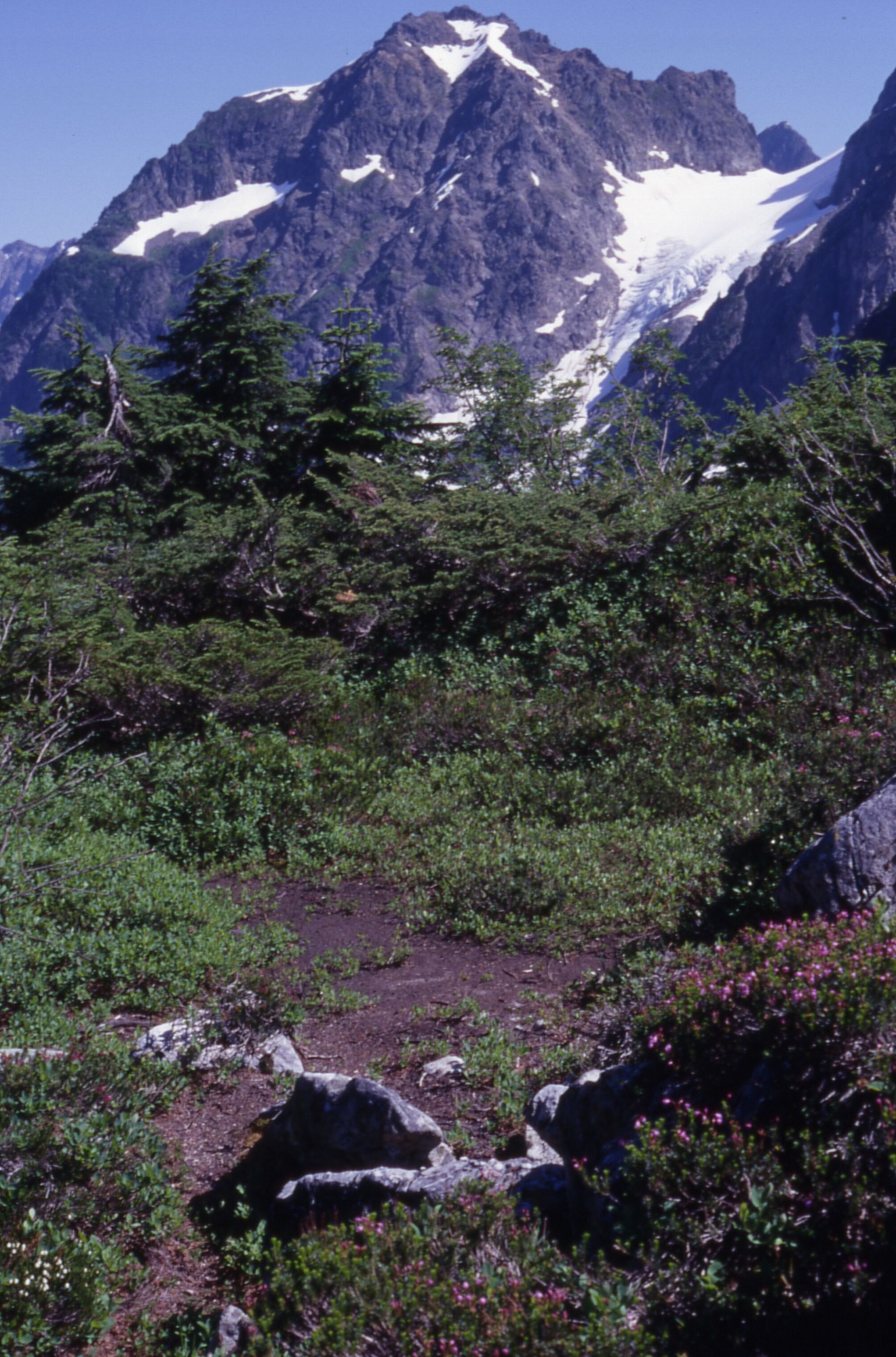 A bare patch of land surrounded by wildflowers, shrubs, and trees. In the distance are mountains.