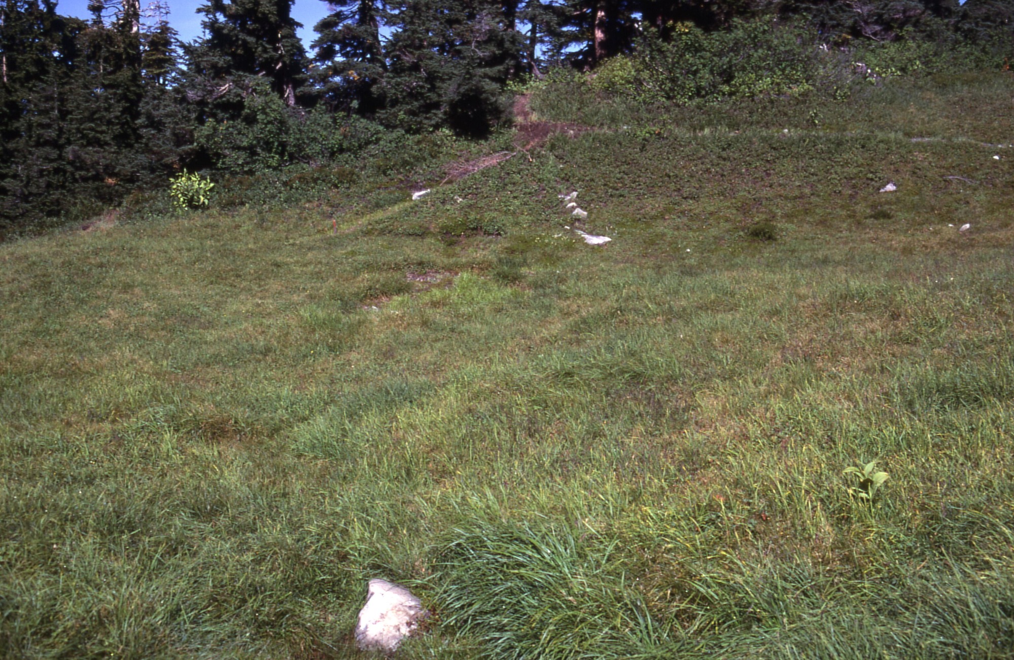 A meadow. In the background a trail coming down a hill from a forested area wraps along the back of the picture. Two old trails coming from the original have been replanted with small plants.