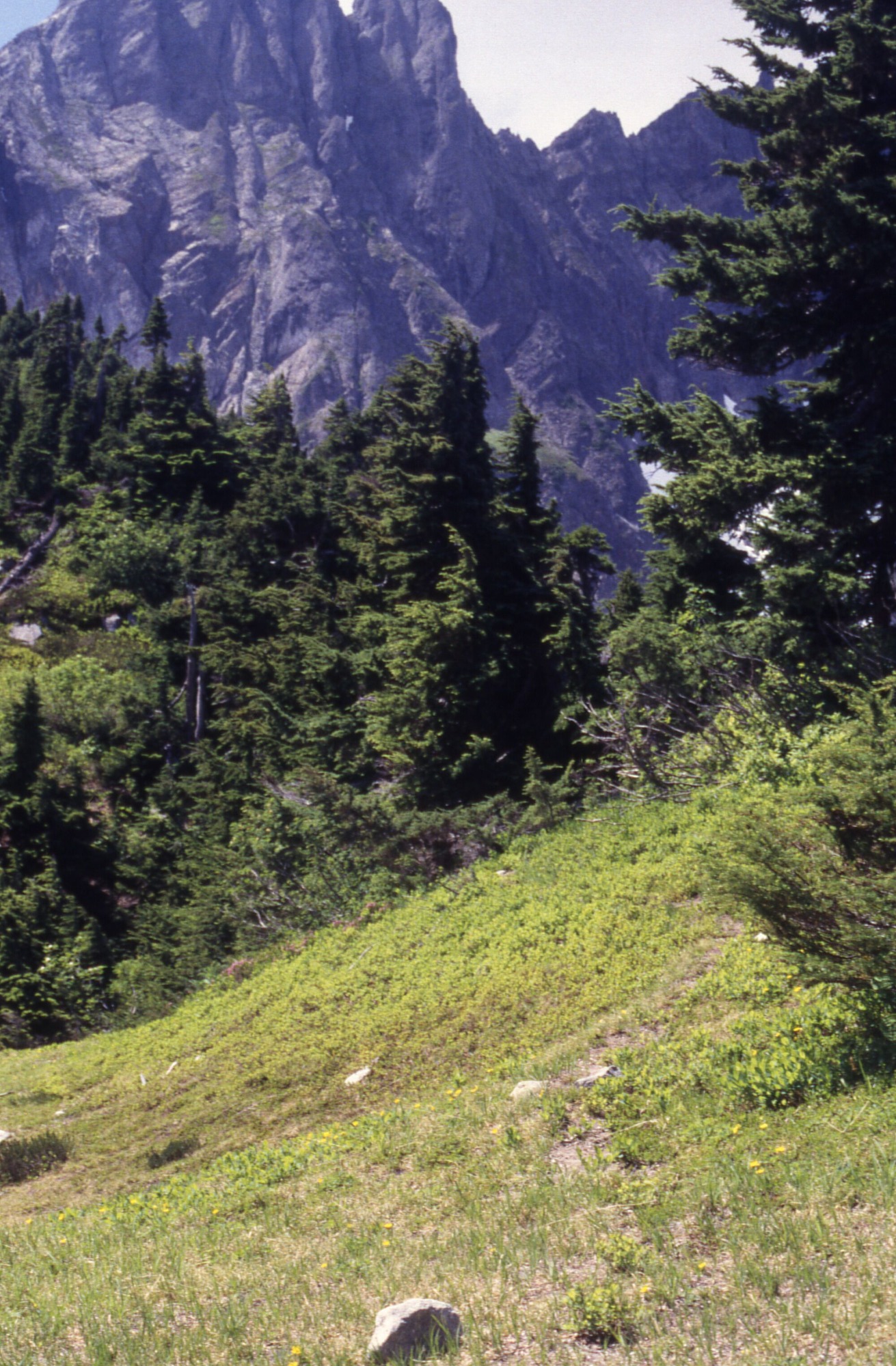 A trail replanted with small plants surrounded by shrubs and wildflowers that leads towards a forested area. In the distance are rocky cliffsides.