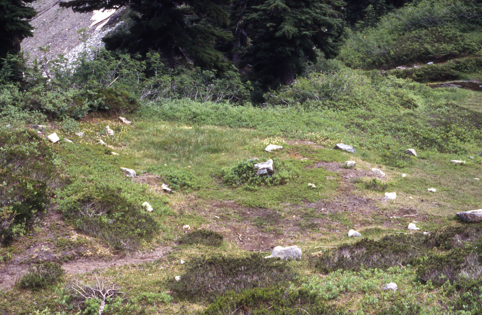 A circular, patchy clearing surrounded by brush and trees. In the distance are rocky slopes.