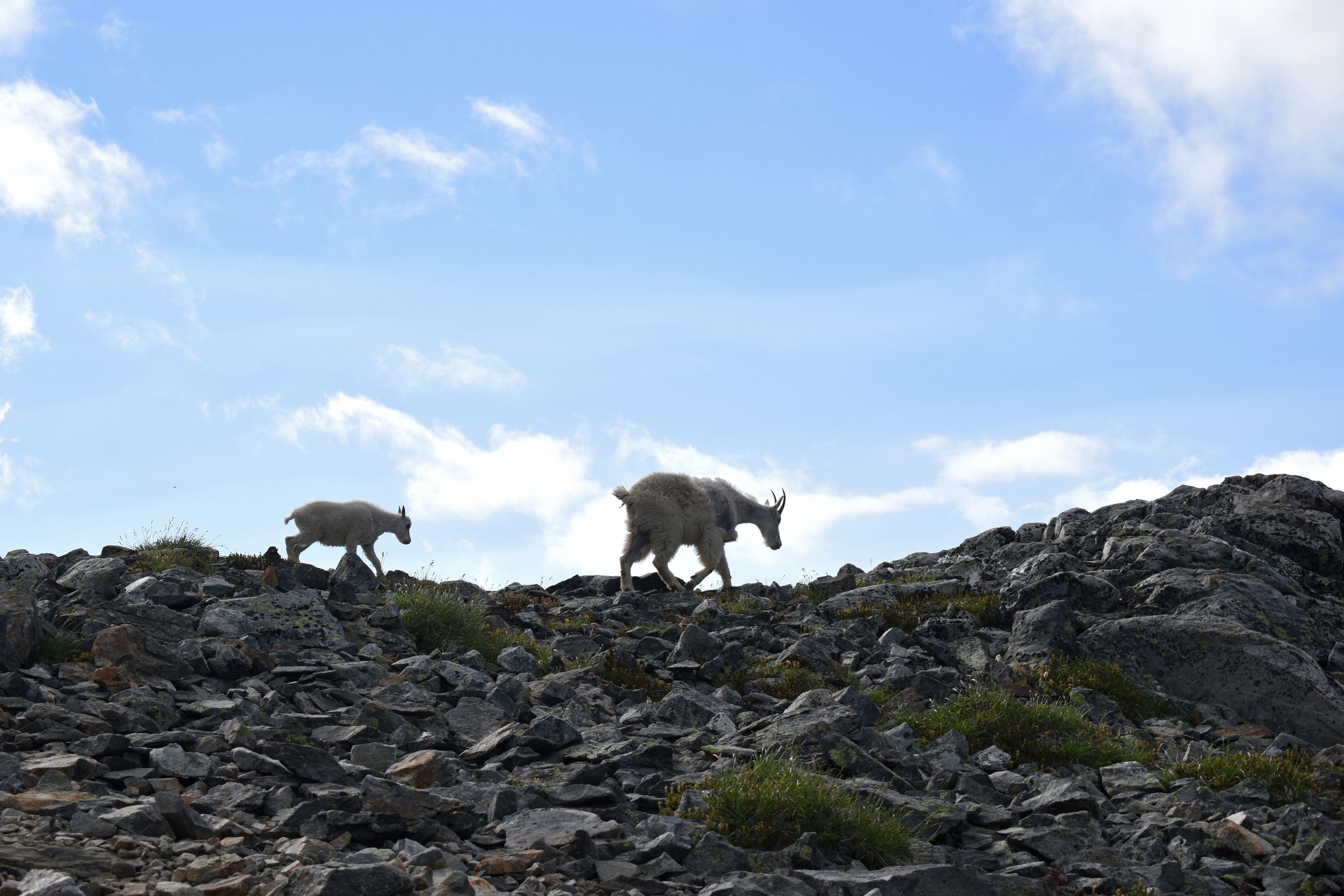 An adult and kid mountain goat walk over rocks with a blue sky in the background.