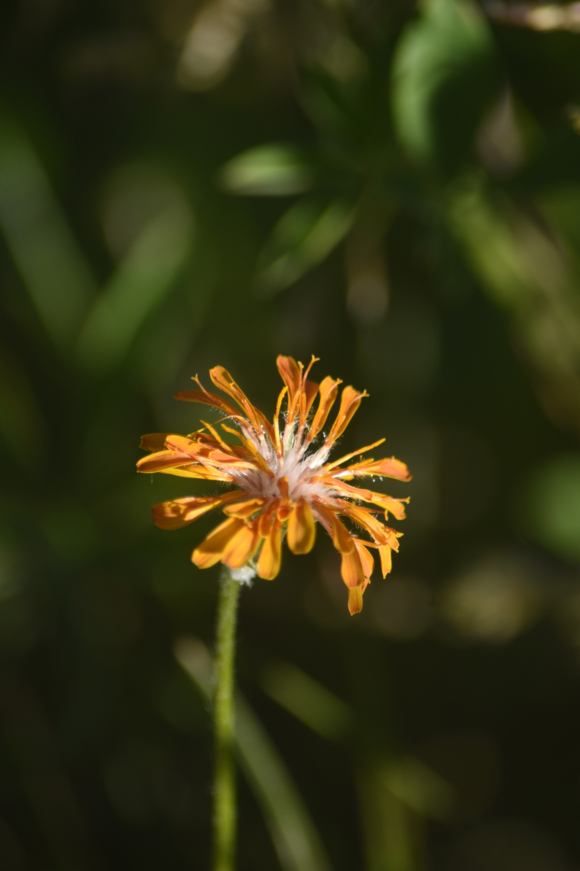 A multi-petaled single orange flower.