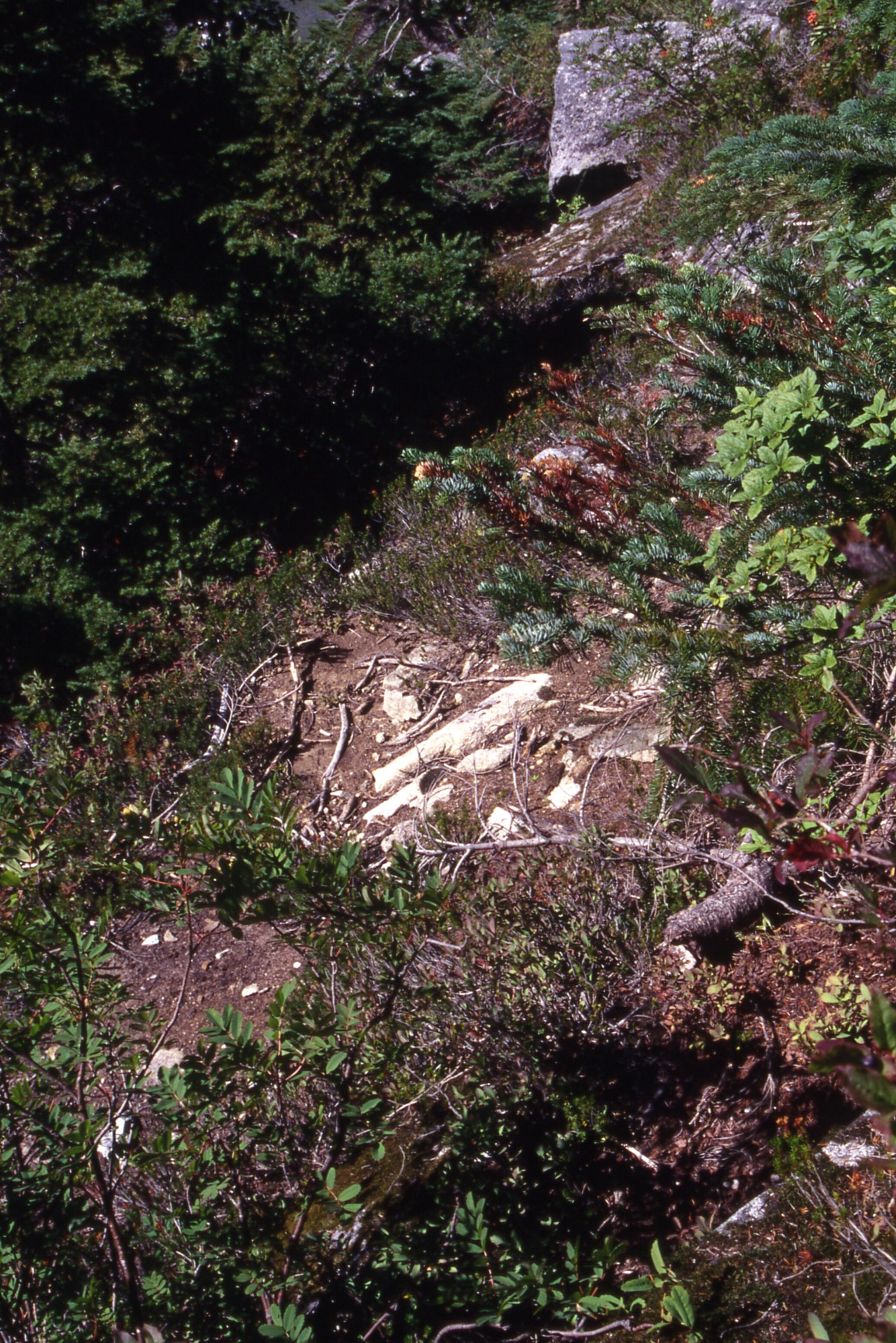 Dirt patch surrounded by wildflowers, shrubs, and foliage.