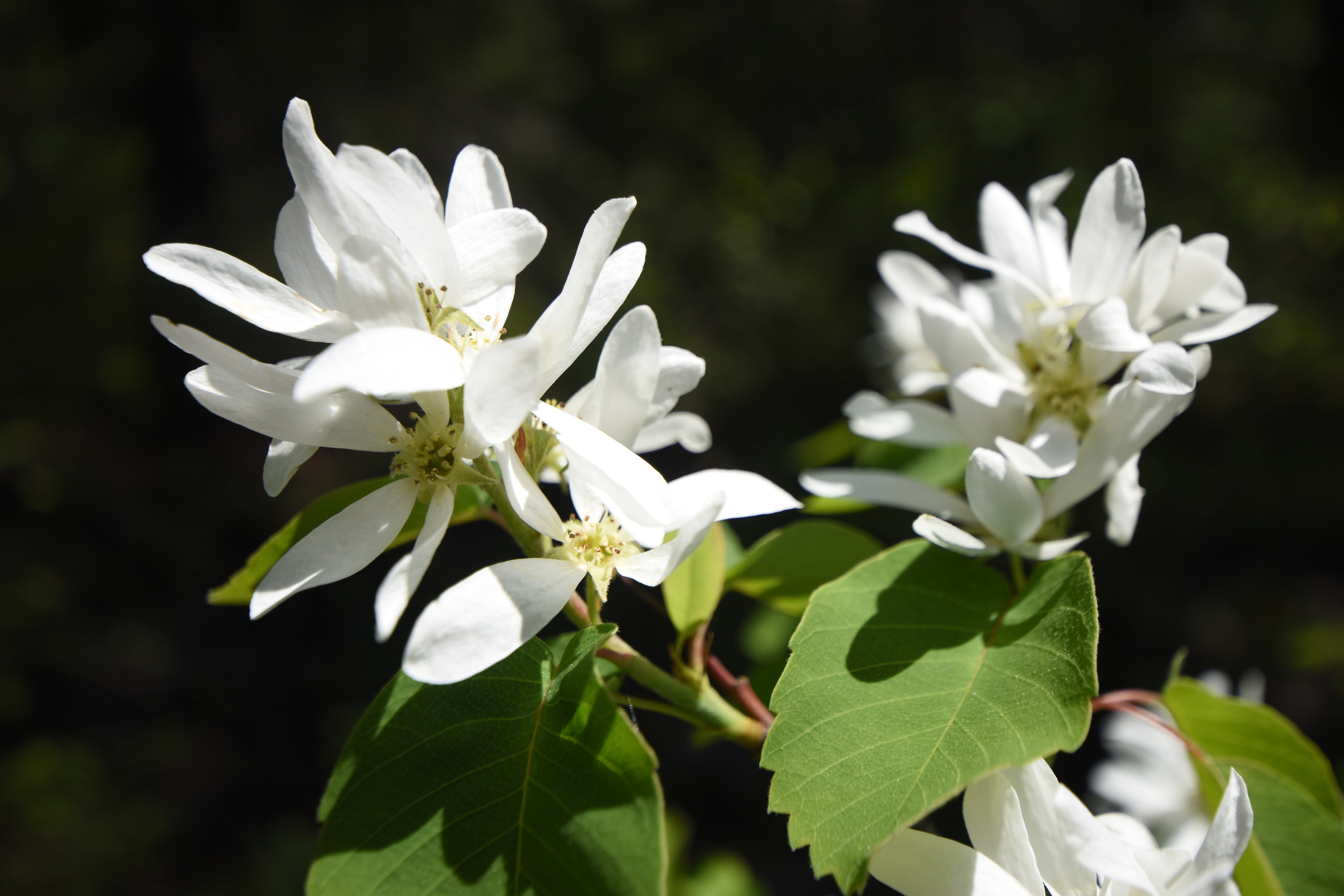 Close up on multi-petaled white flowers on a bush.