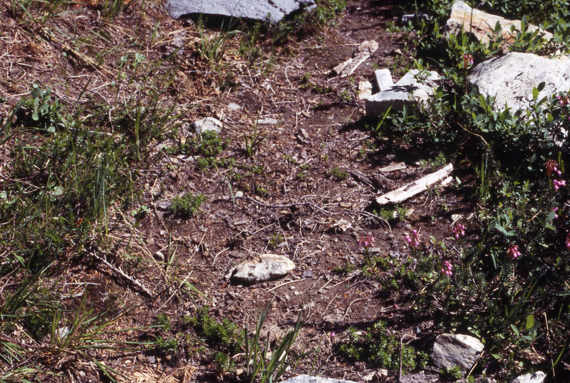 A dirt patch with some small sprouts, rocks, and wildflowers.