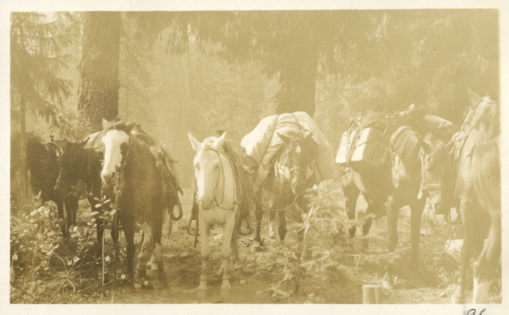 Saddled horses without riders, lined shoulder to shoulder.