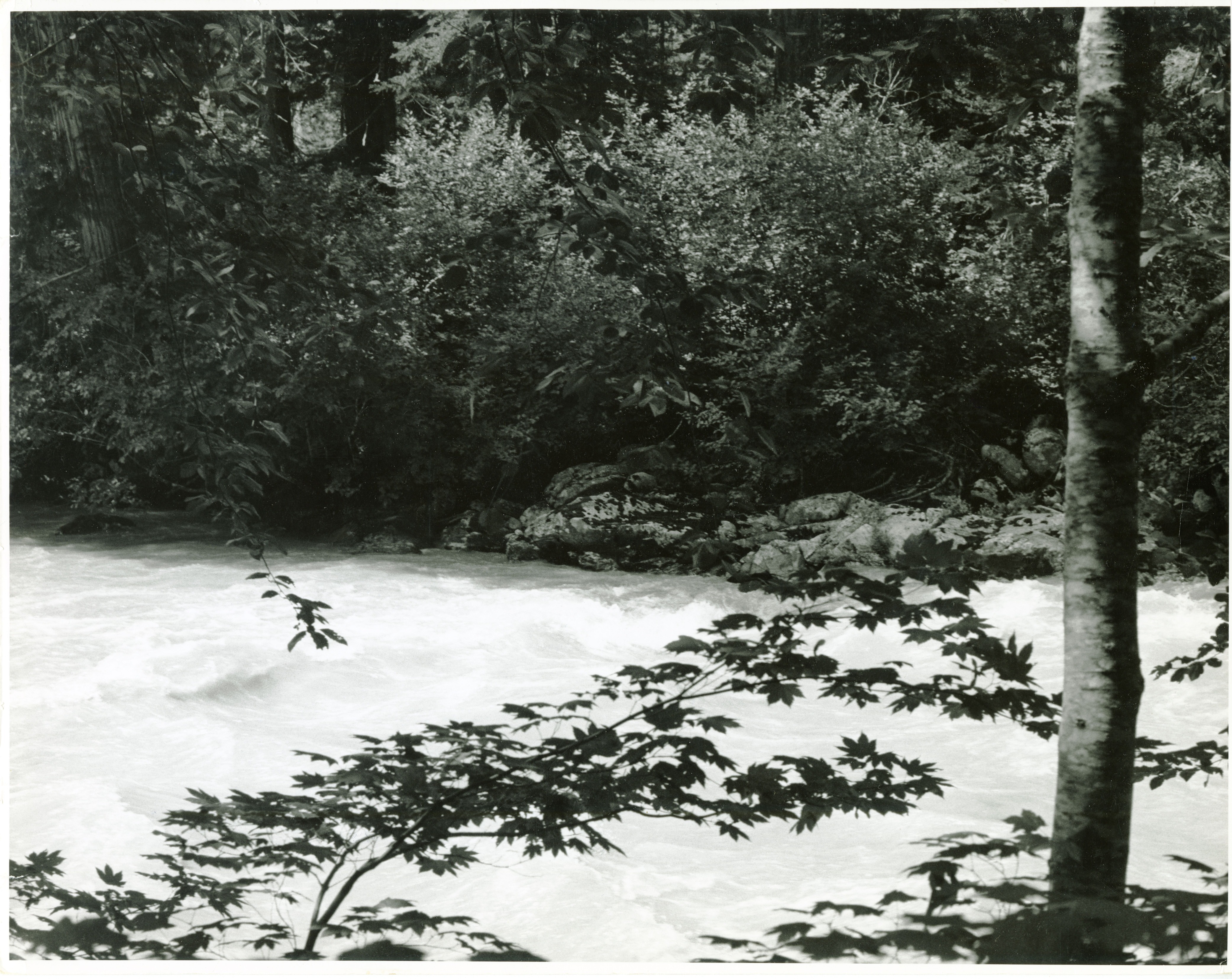 Fast flowing river with trees and foliage in the background.