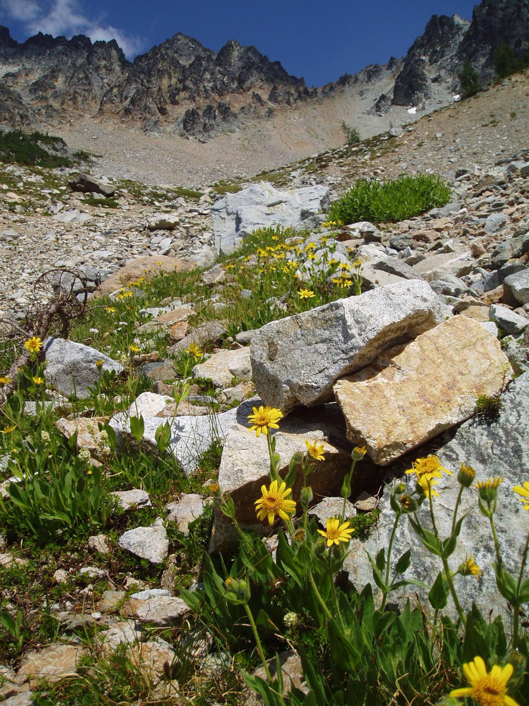 Yellow multi-petaled flowers bloom in a rock field with jagged peaks behind.