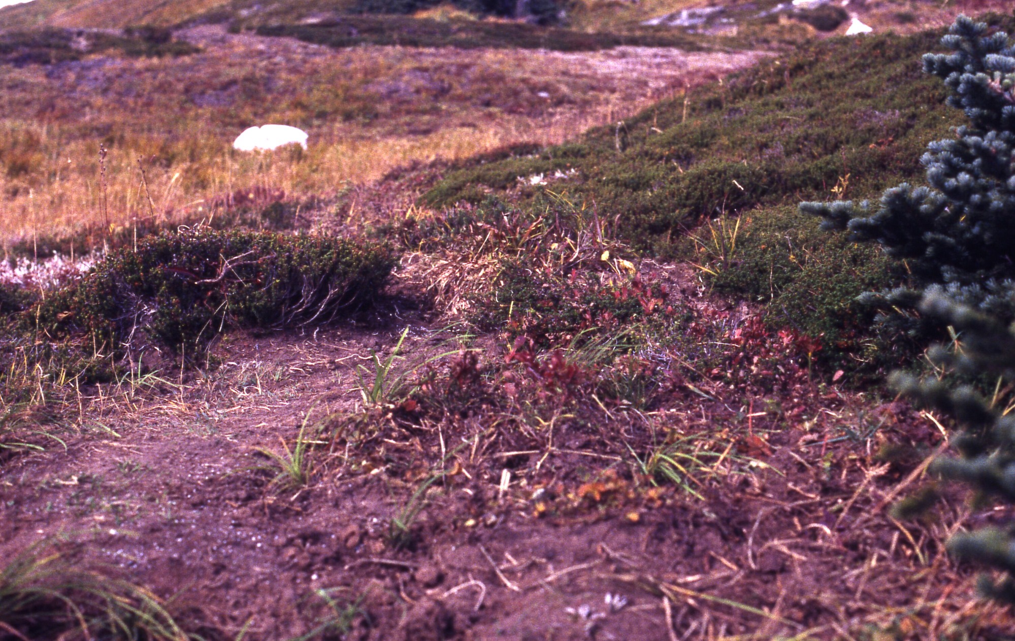 A dirt patch in a meadow of wildflowers, grasses, and shrubs.