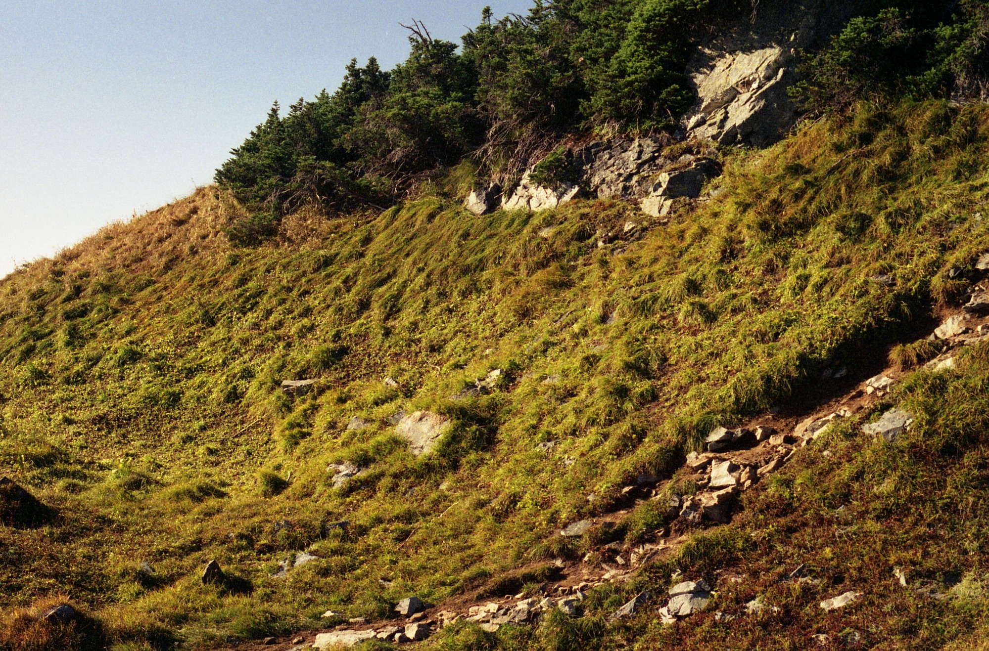 A hillside of grasses and rocks leading down from a forested area. On the right side of the image is a rocky trail.