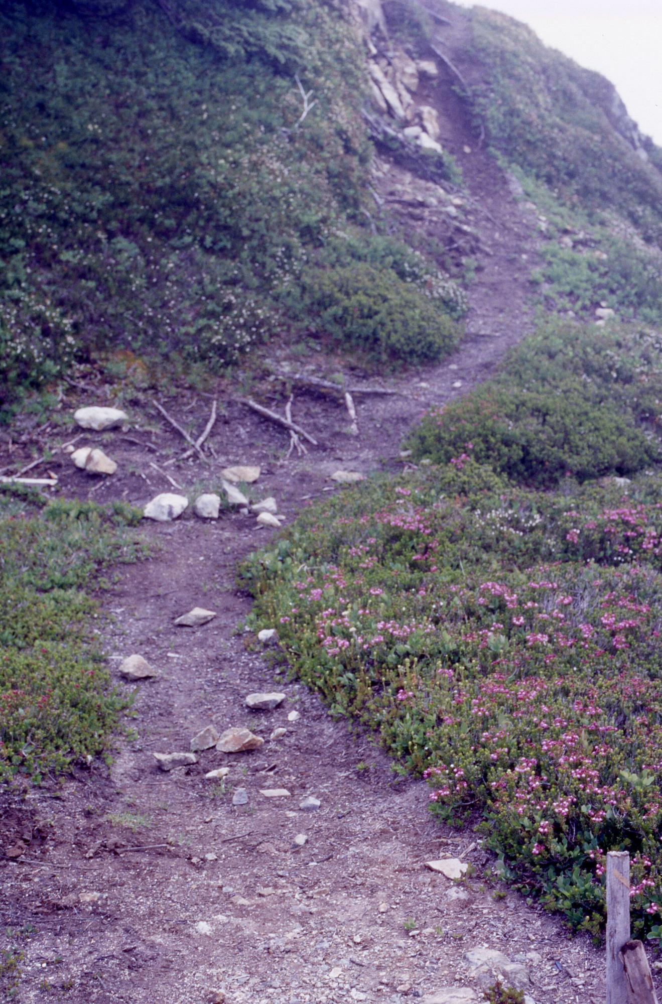 A trail studded with sticks and rocks surrounded by wildflowers and shrubs leading uphill. In the bottom right corner of the image is a wooden stake.