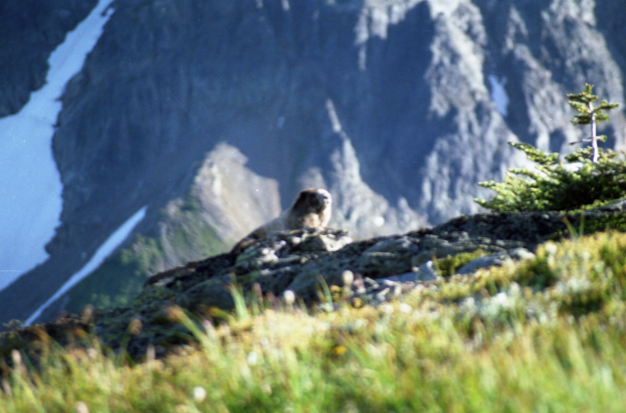 An out of focus marmot on a rock. In the distance are rocky mountainsides.