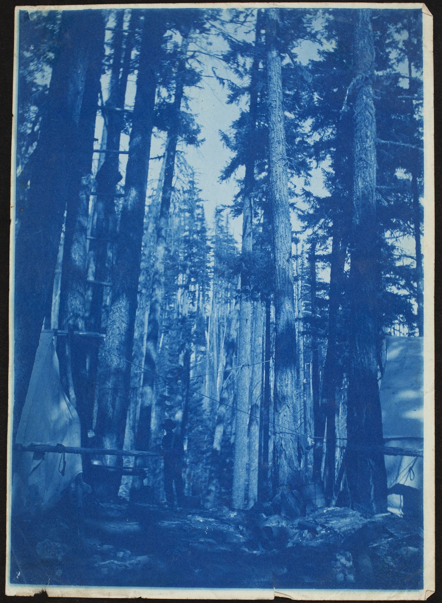 Blue-tinted image of a camp set up among cedar trees.