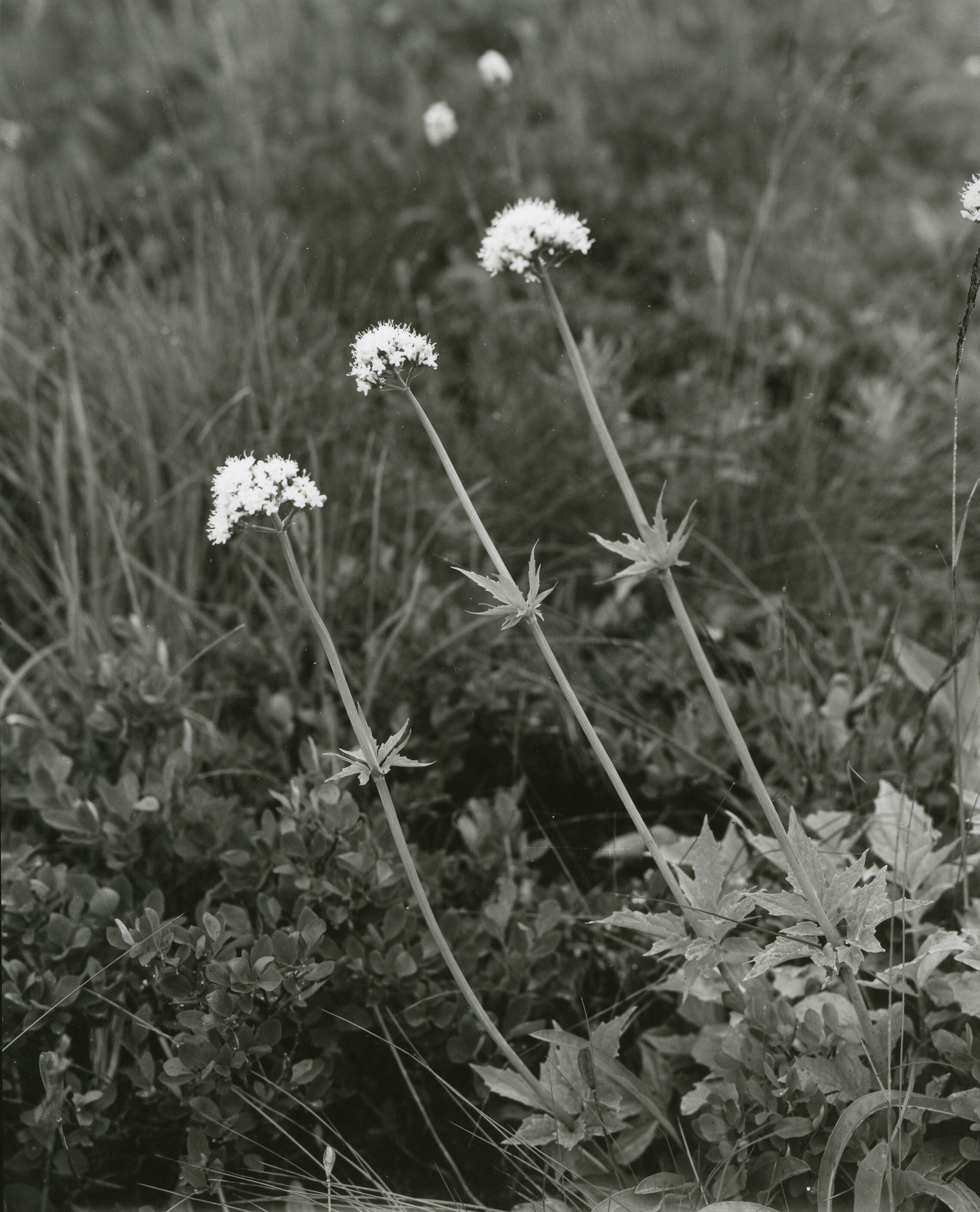 Clusters of small white flowers on long stems in a meadow.